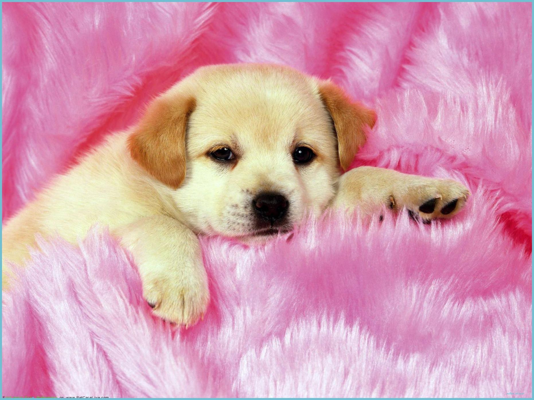 1862x1396 Girly Puppy Wallpaper Free Girly Puppy Background Cute Puppies