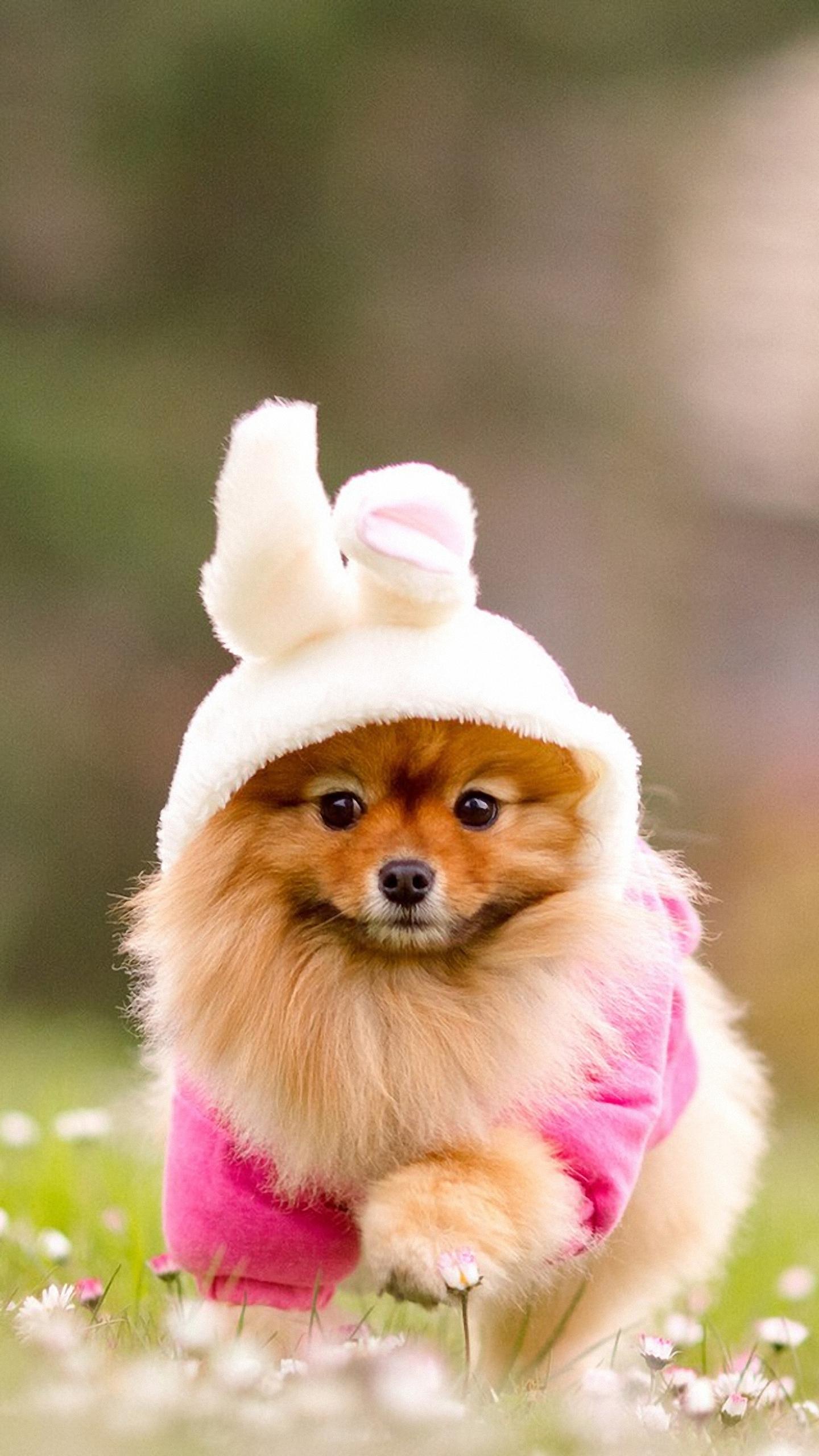 1440x2560 Cute Dog Dog Wallpaper For Phone HD Wallpaper