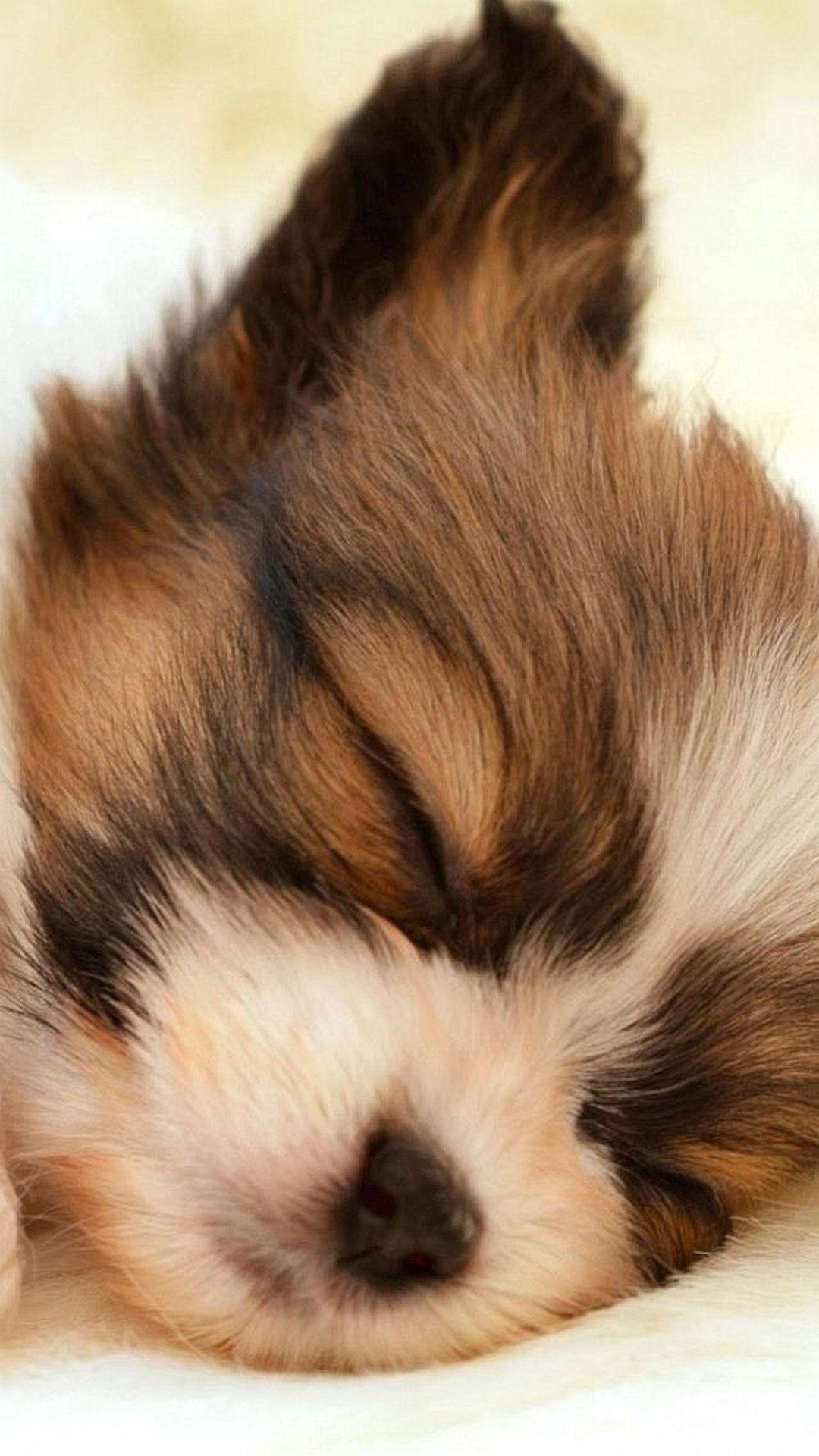1080x1920 Chihuahua Puppies Wallpaper Desktop