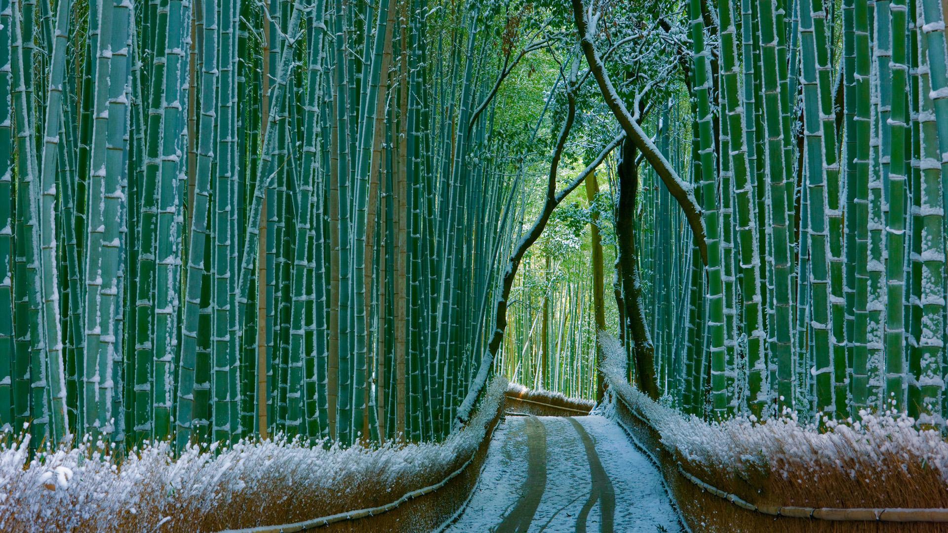 1920x1080 Bamboo forest, kyoto, japan, winter snow, bamboo forest landscape desktop wallpaper