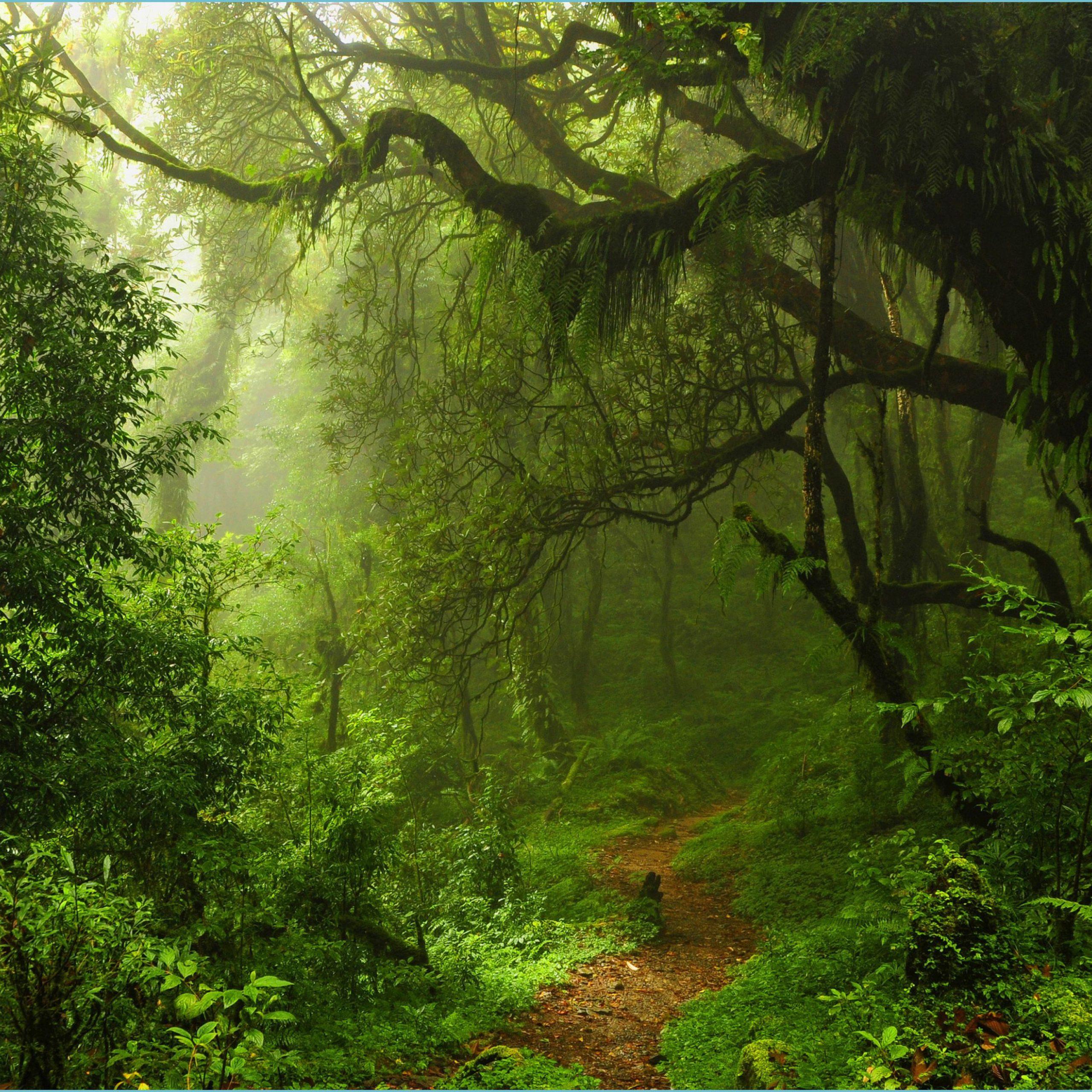 2560x2560 Ultra HD Forest Wallpaper Free Ultra HD Forest Background Wallpaper 4k