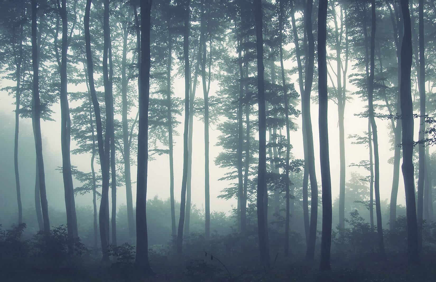 1650x1070 Sea Of Trees Forest Wallpaper Mural