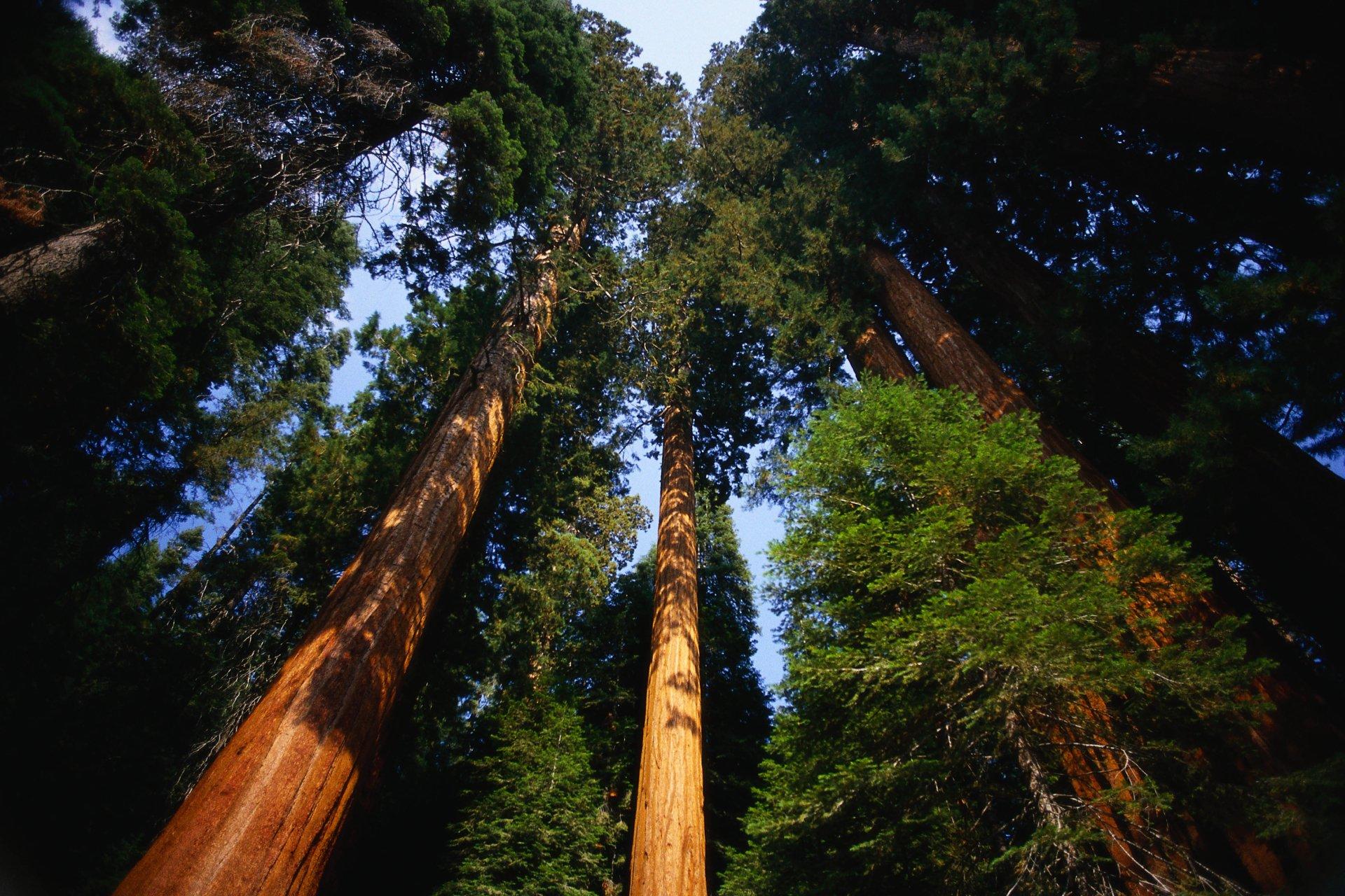1920x1280 4K Ultra HD Forest Wallpaper and Background Image