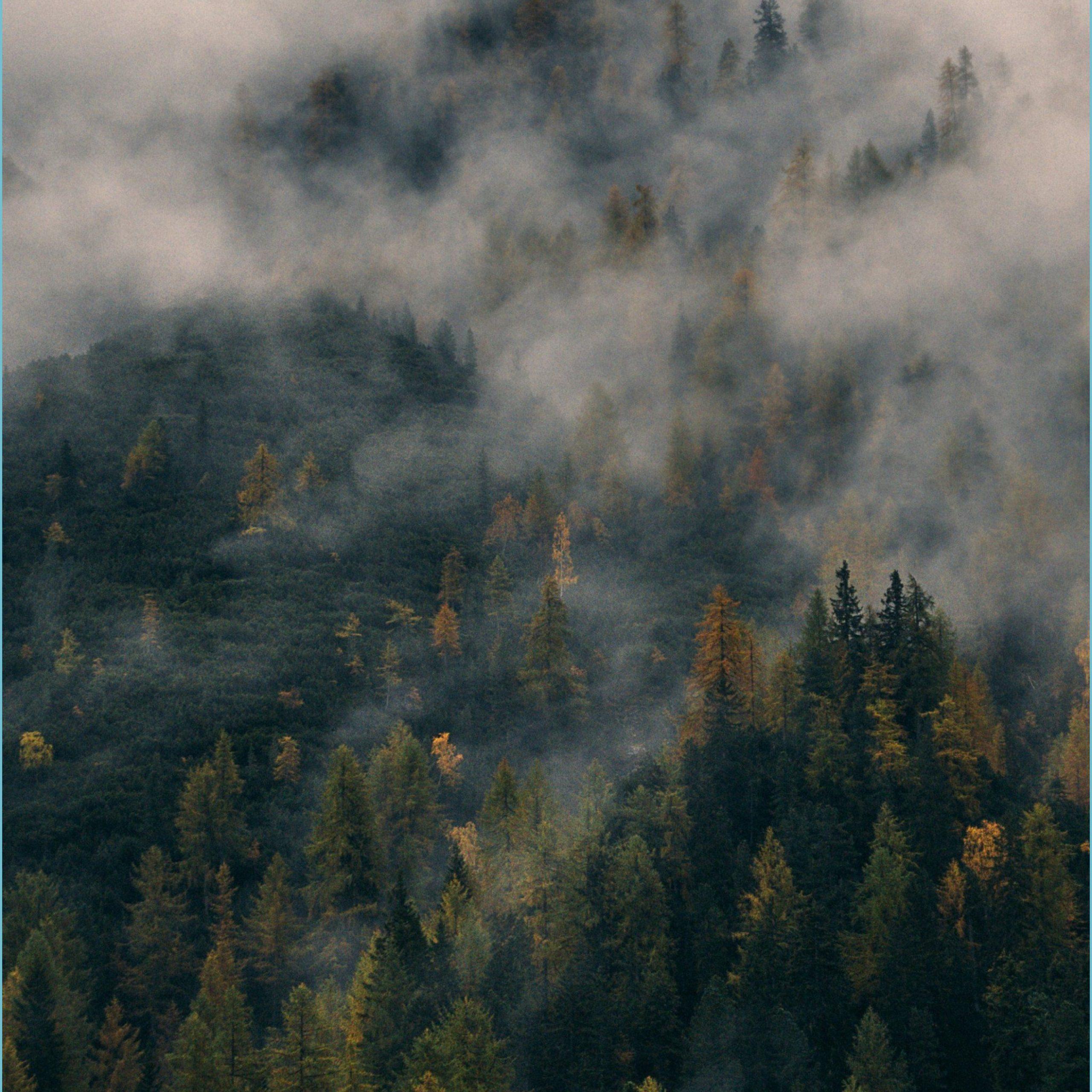 2560x2560 Foggy Forest Wallpaper Free Foggy Forest Background