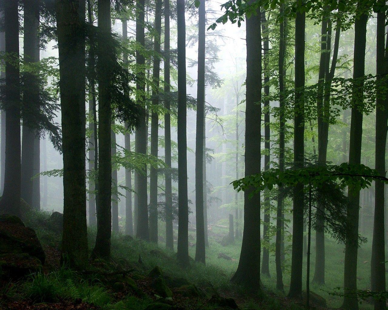 1280x1024 naturesmightypicture.blogspot.com. Rainforest picture, Forest wallpaper, Nature wallpaper