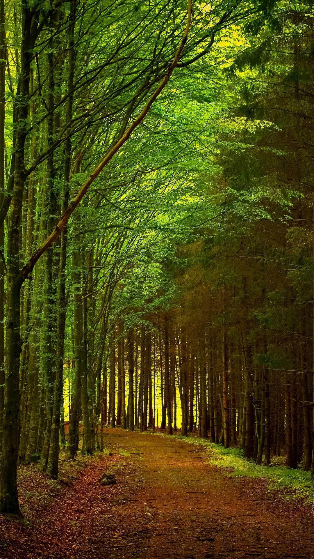 1080x1920 Wallpaper HD Download For Android Mobile Forest