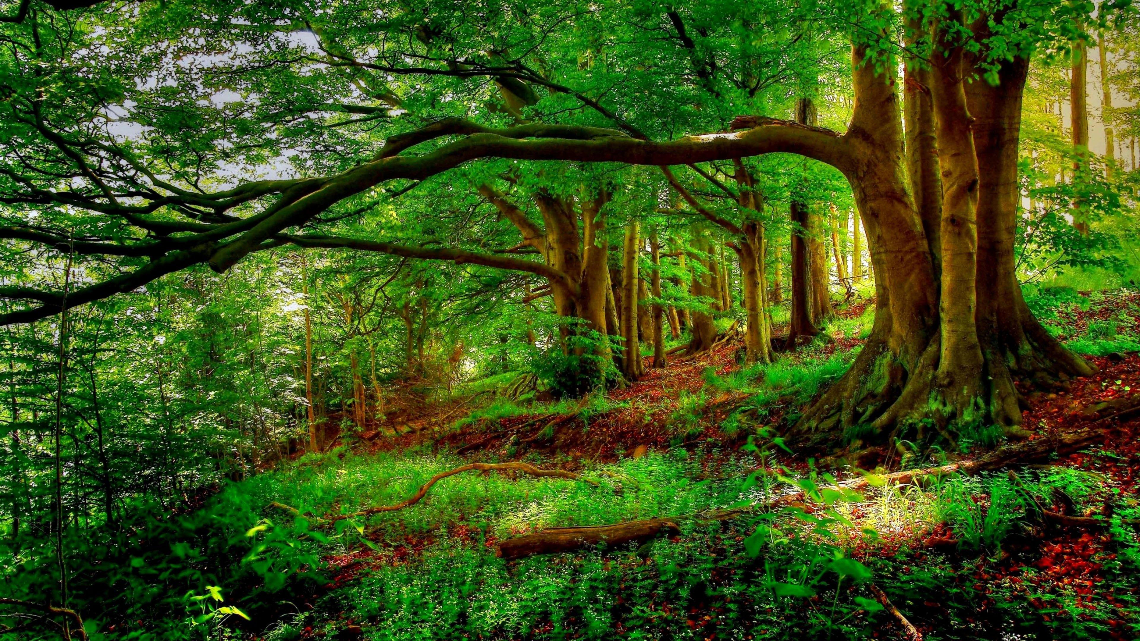 3840x2160 Landscape Trees New Forest Background Trees Tree HD Nature Wallp K # wallpaper #hdwallpaper #desktop. Deciduous forest, Landscape trees, Forest picture