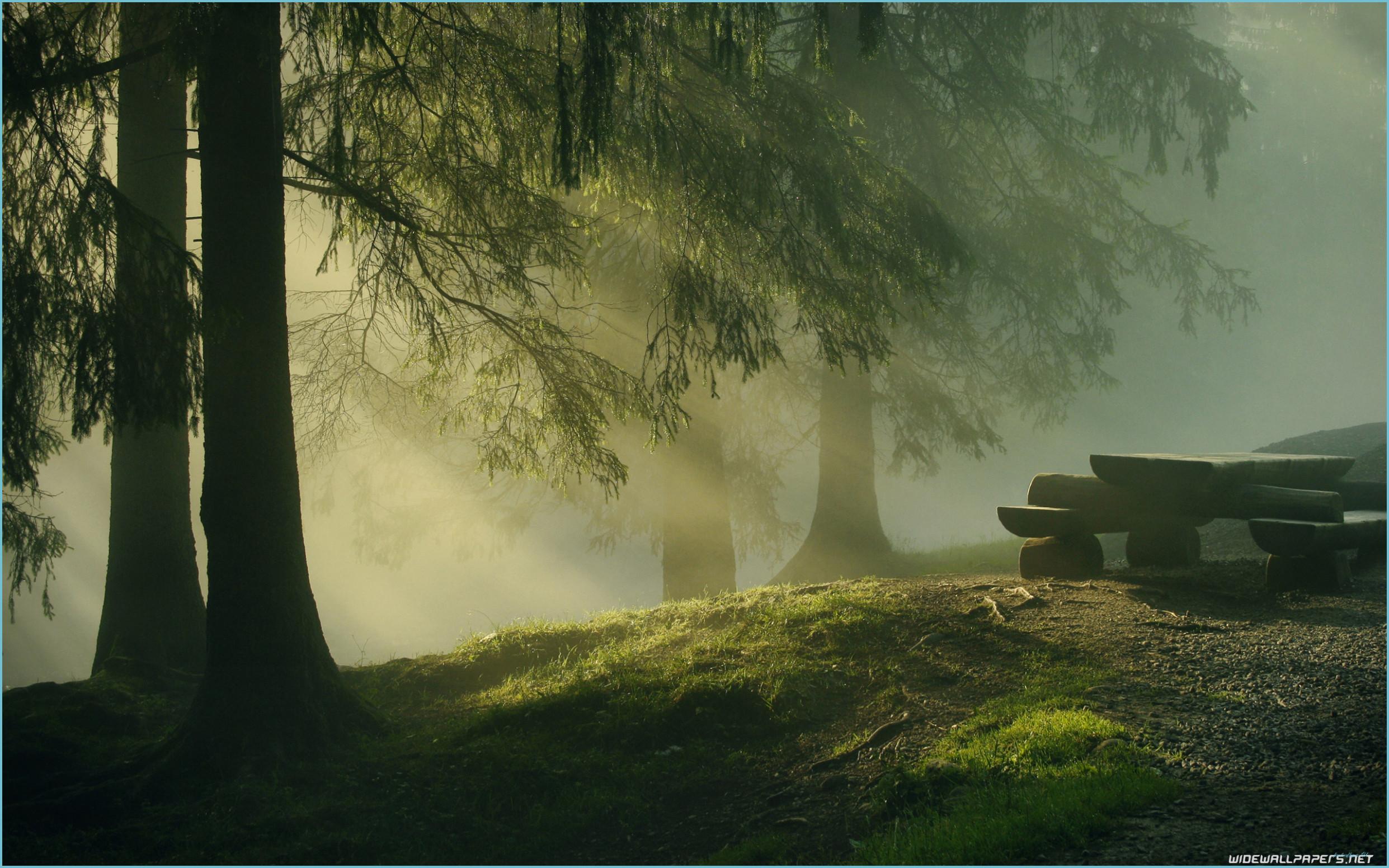 2483x1552 Forest Wallpaper 11k Ultra HD Forest Data Src Forest Wallpaper 4k