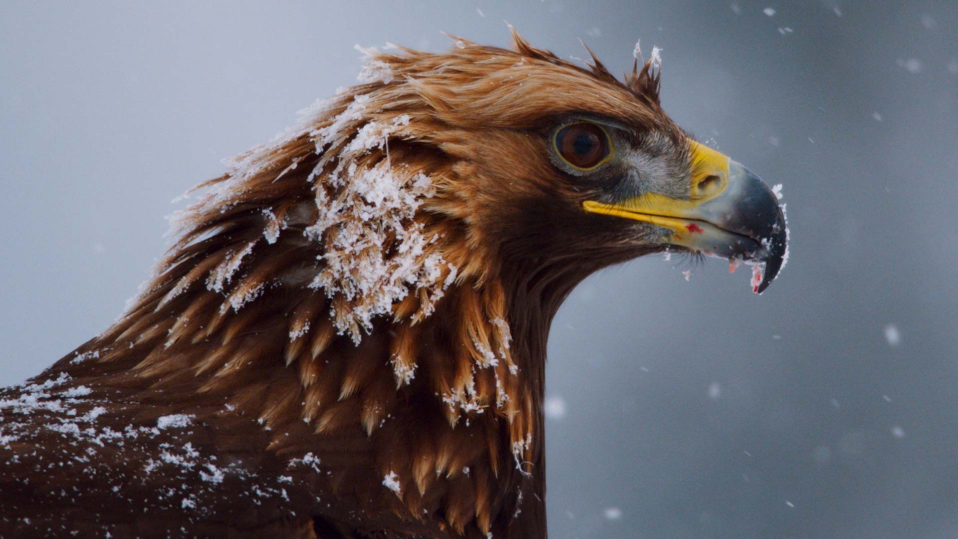 1920x1080 Planet Earth II