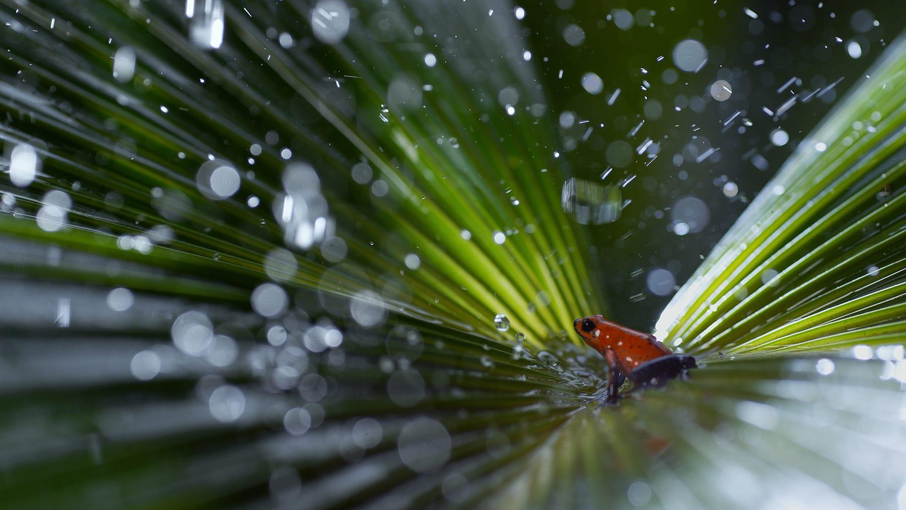 1800x1013 Planet Earth 2 Wallpaper For You
