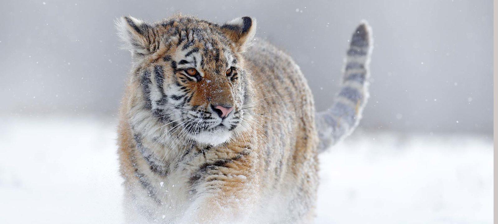 1600x720 Bbc Planet Earth Wallpaper HD