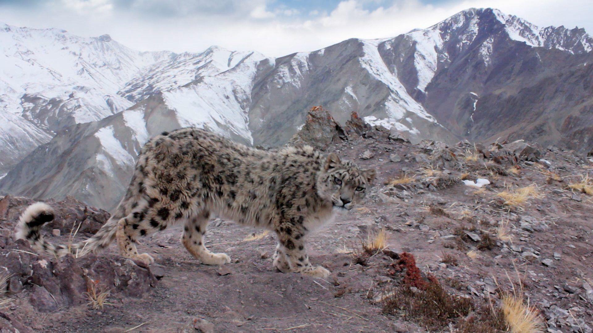 1920x1080 Snow Leopard HD Desktop Wallpaper. Planet earth ii, Snow leopard, Planet earth