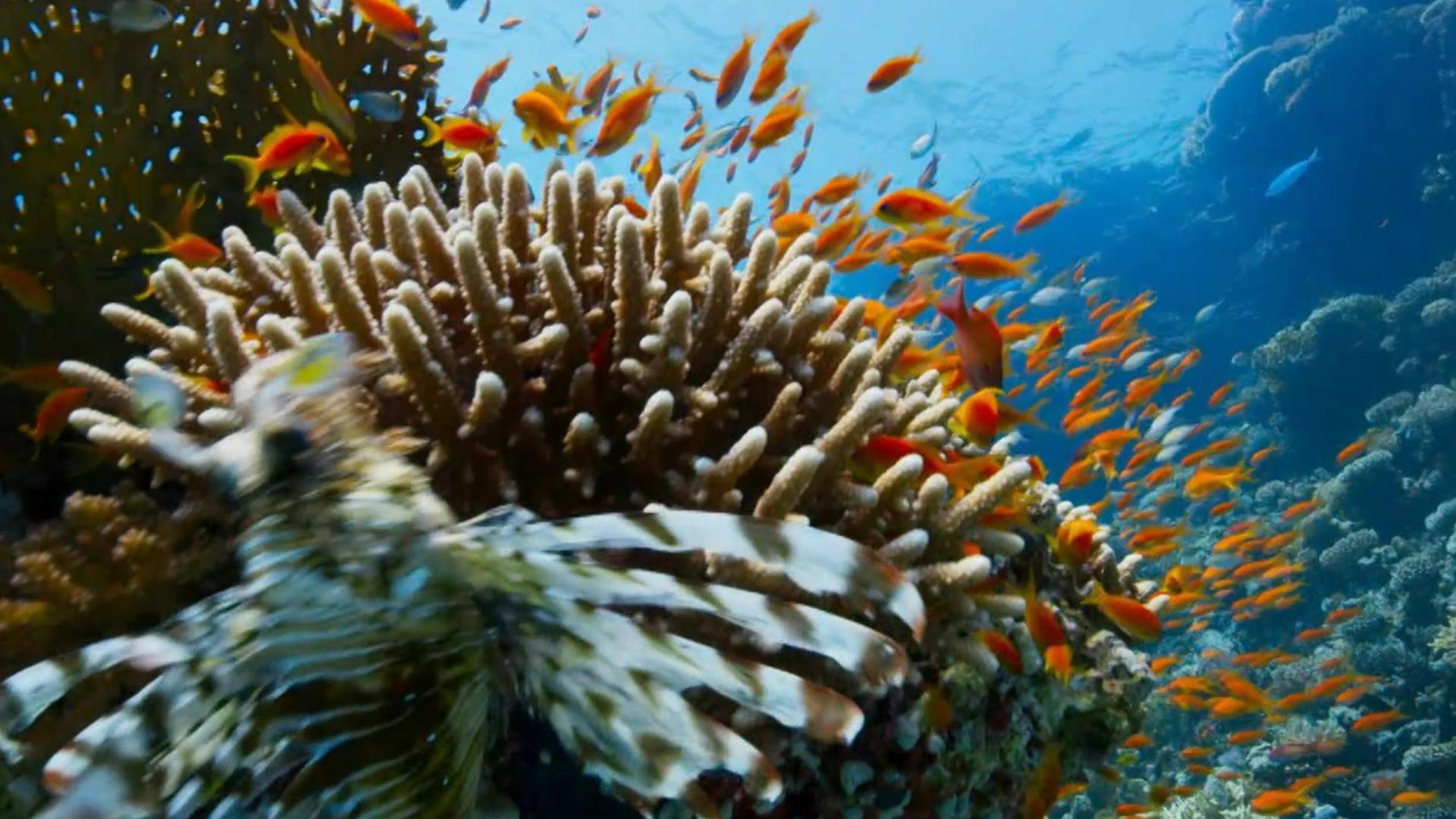 1920x1080 Planet Earth: Blue Planet II Videos. Trailers, Recaps, Previews, Behind the Scenes