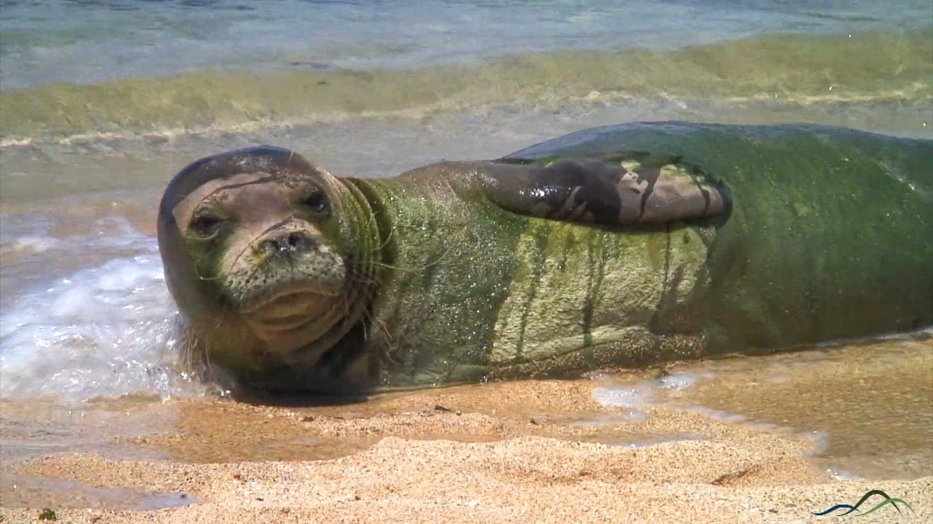 1920x1080 Hawaiian Monk Seal is Unofficial Mascot of Poipu Beach Vacation Rentals