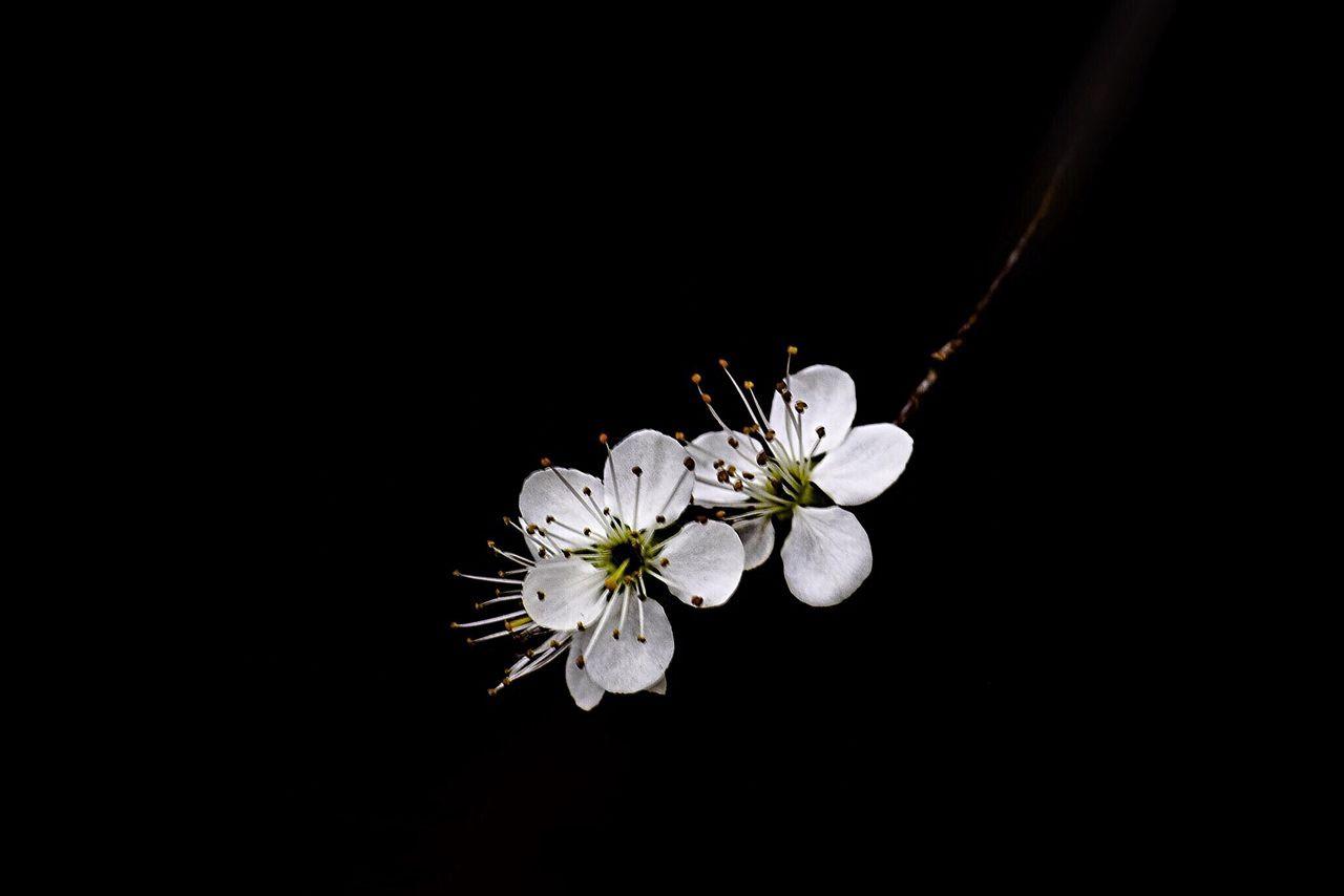 1280x854 Cherry blossom photo ideas. blossom, cherry blossom, flowers