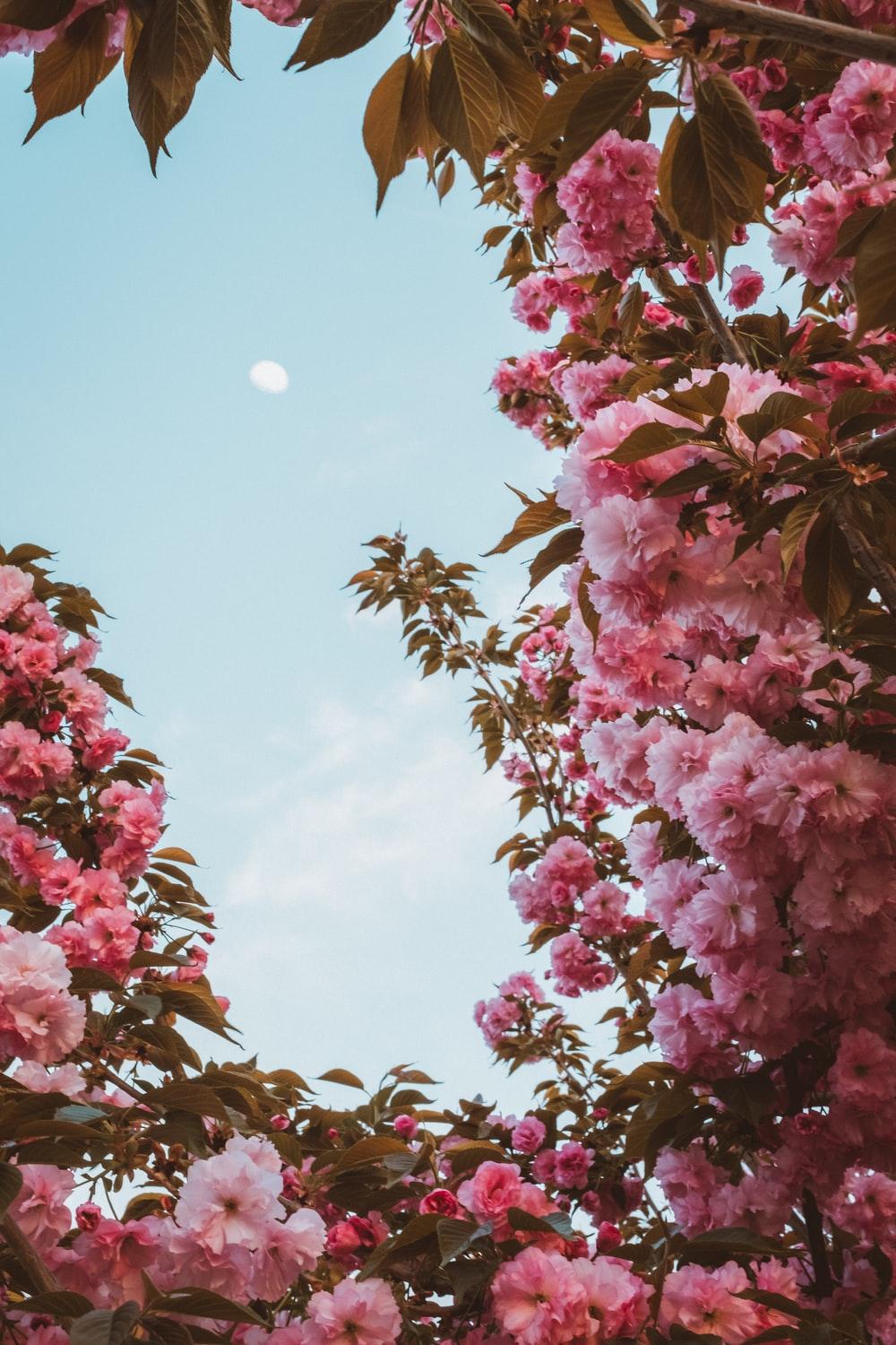 1000x1500 Cherry Blossom Wallpaper: Free HD Download [HQ]