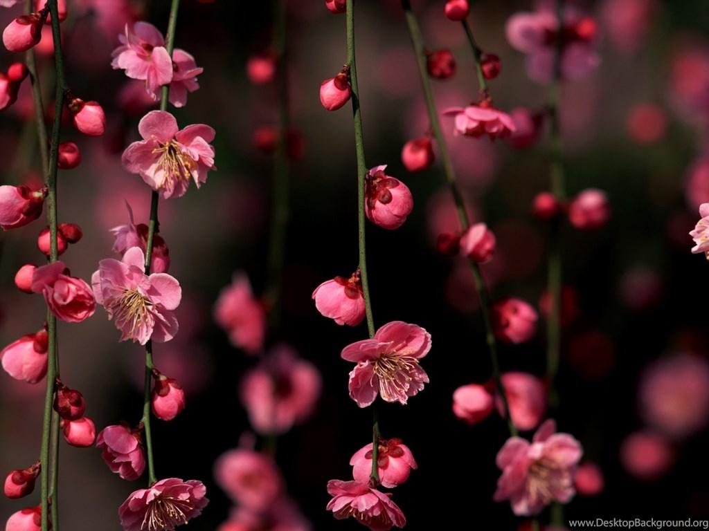 1024x768 Cherry Blossom Wallpaper Desktop Background