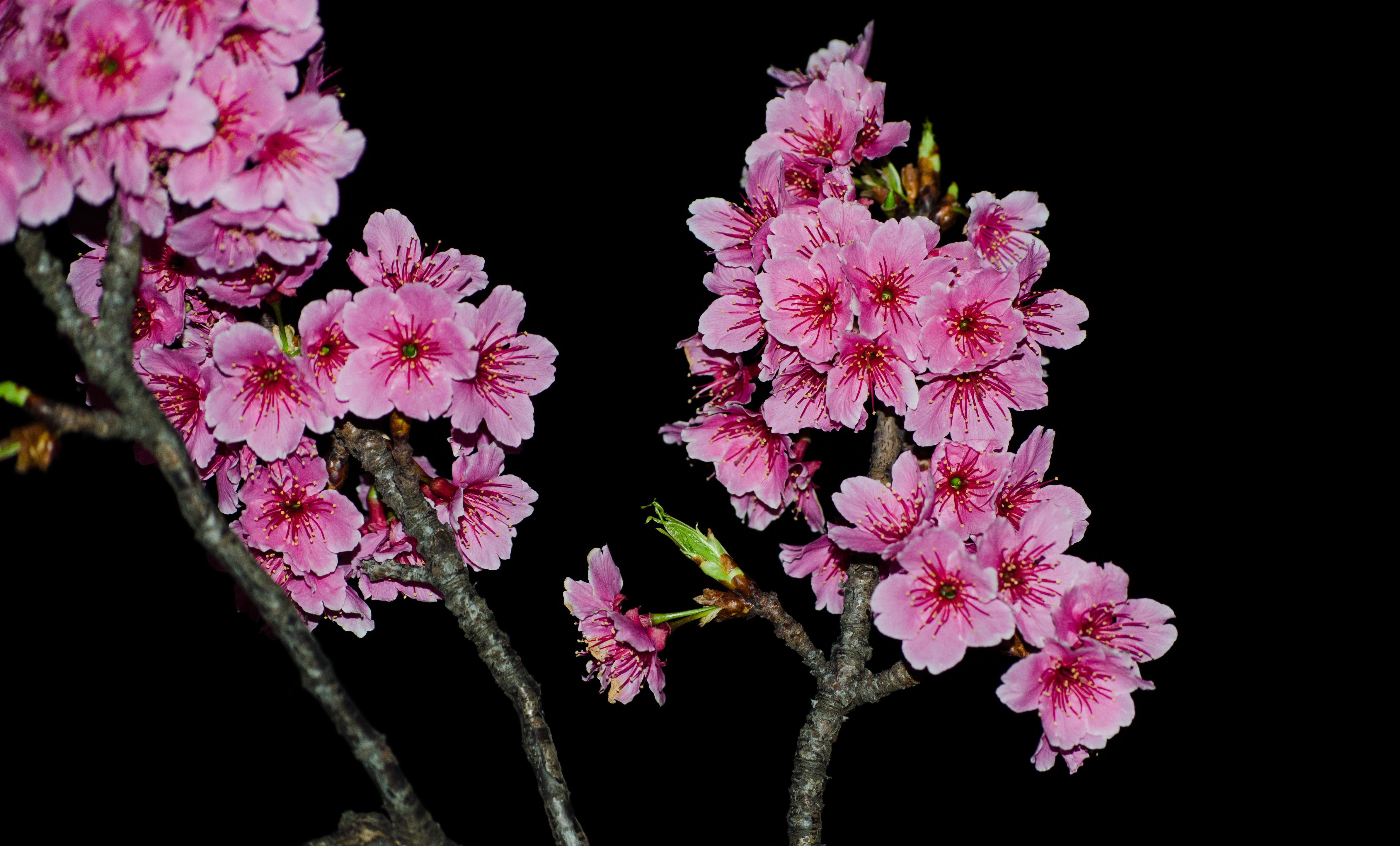 4778x2888 Cherry Blossom Flowers Wallpaper HD have a massive amount of desktop and mobile background