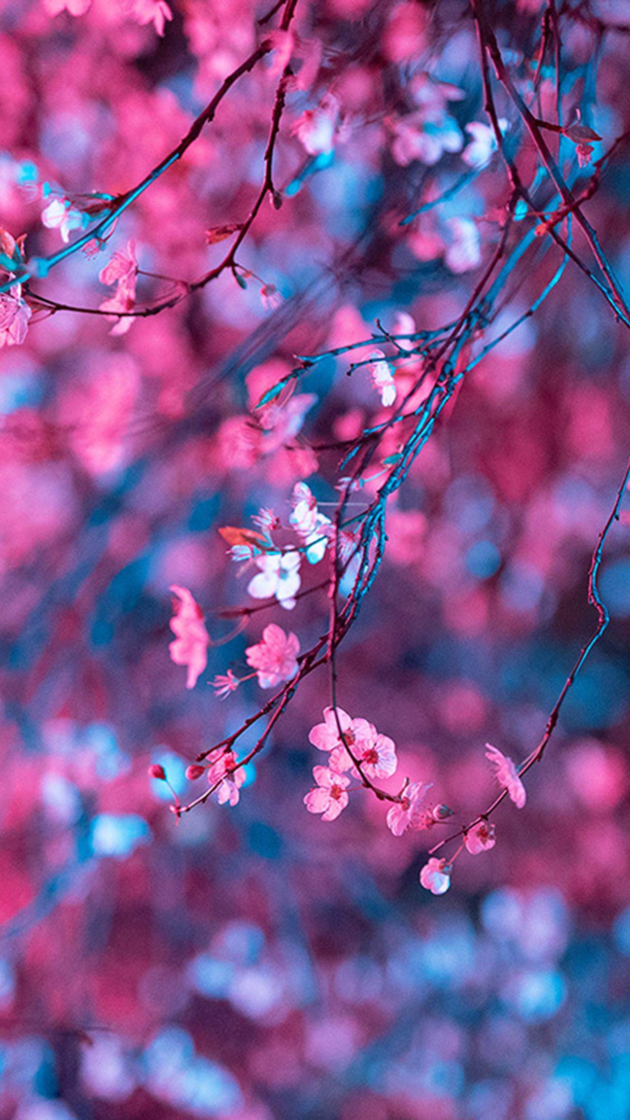 Anime Cherry Blossom iPhone Wallpapers - Top Free Anime Cherry Blossom