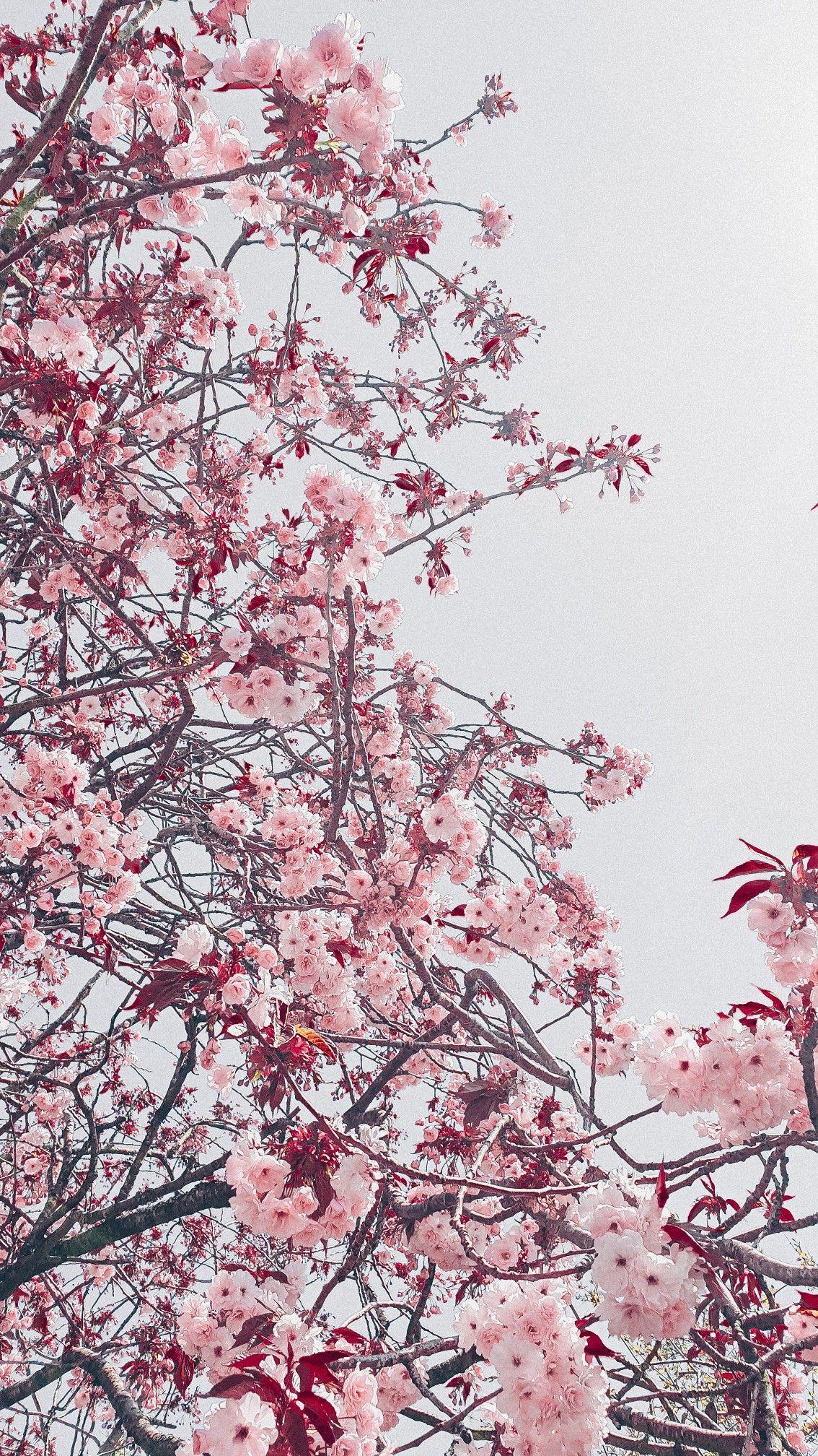 1134x2016 Cherry blossom aesthetic gray pink sakura. Cherry blossom wallpaper iphone, Cherry blossom wallpaper, Cherry blossom japan
