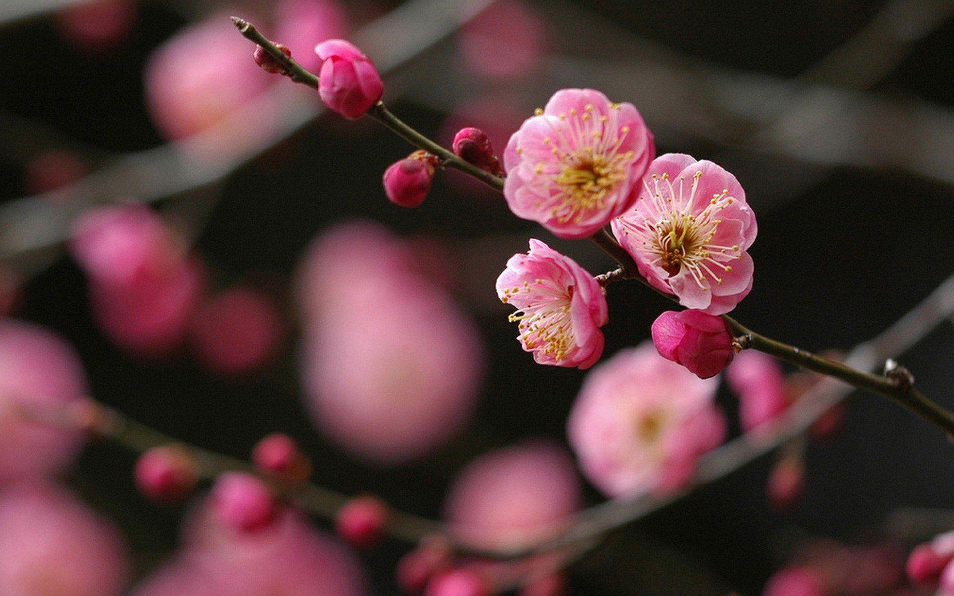 1920x1200 Japanese Cherry Blossom Drawing Black Background