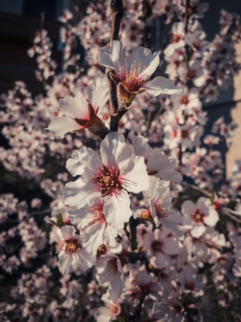 800x1067 Awesome cherry blossom wallpaper to download for your desktop