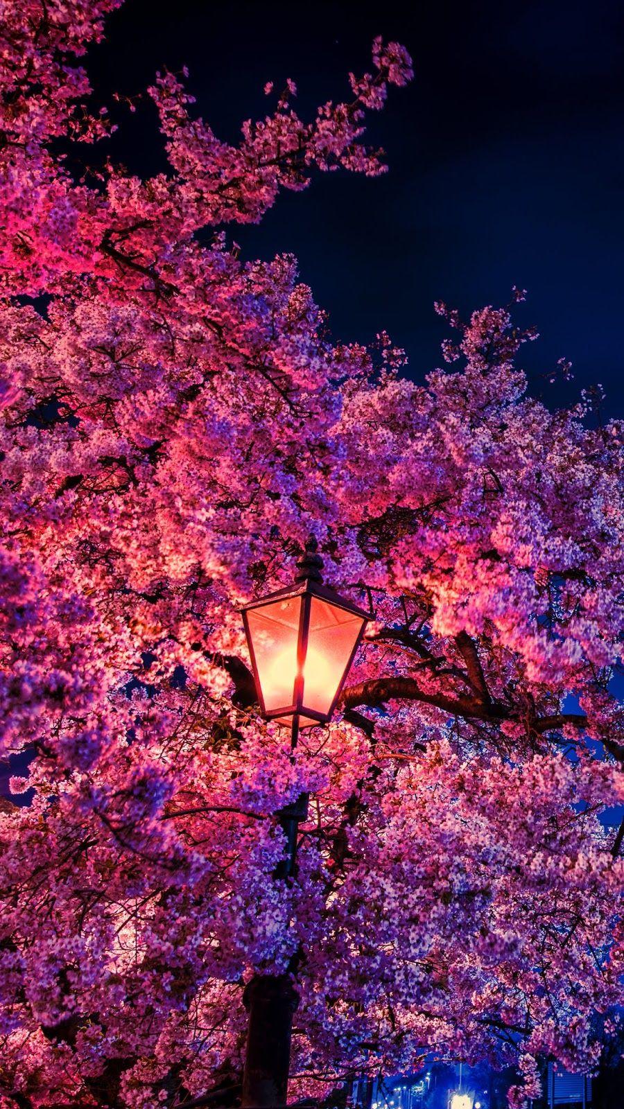 900x1600 Cherry Blossom Wallpaper Night