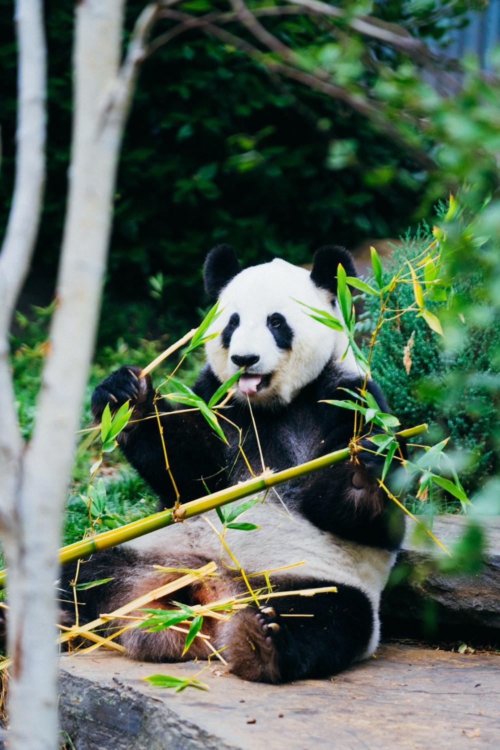 1000x1500 Panda Wallpaper: Free HD Download [HQ]