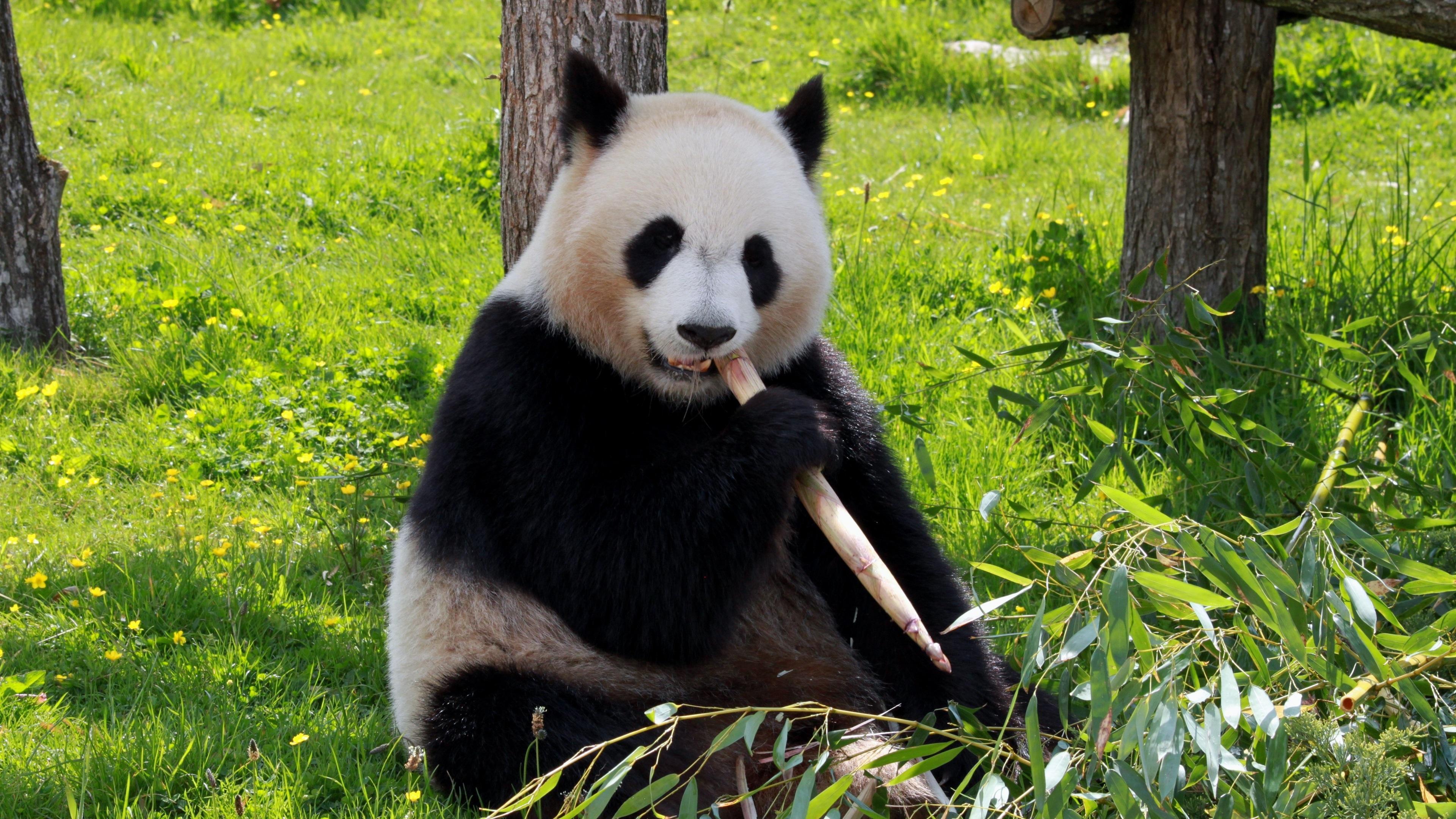 3840x2160 Panda Eating Wallpaper
