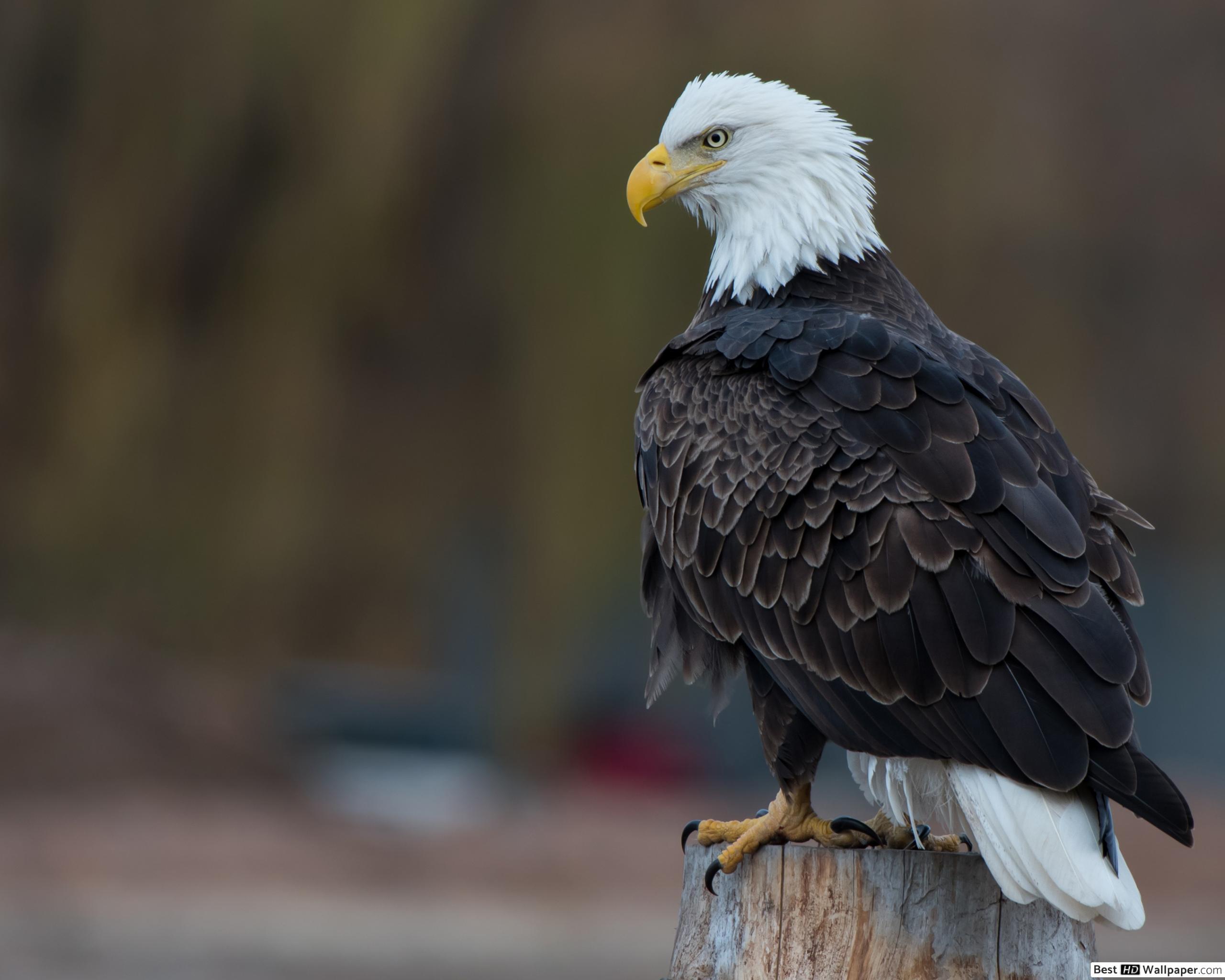 2560x2048 Bald eagle HD wallpaper download