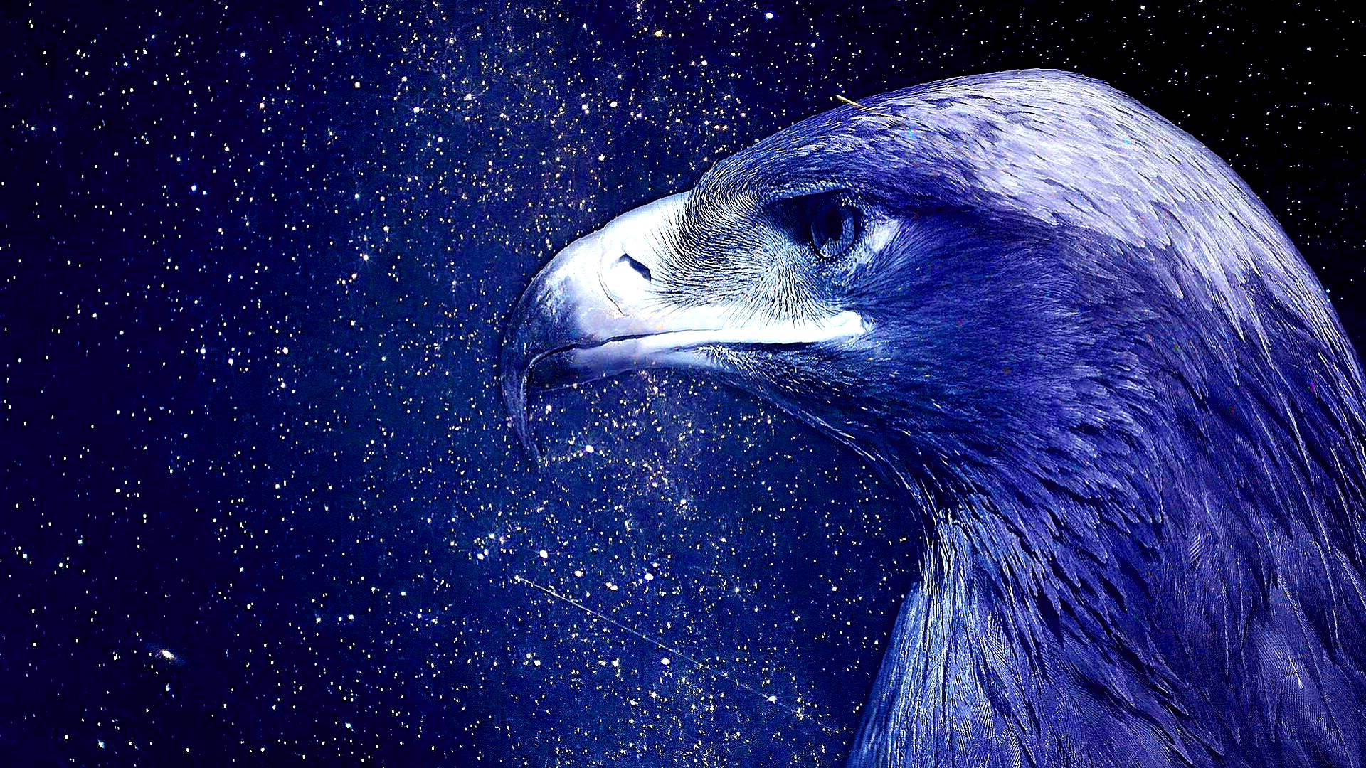 1920x1080 Beautiful blue eagle wallpaper
