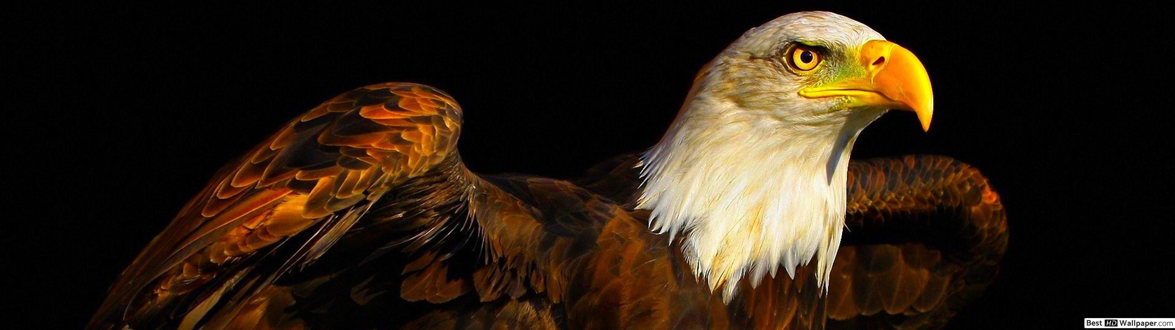 3840x1080 Bald eagle HD wallpaper download