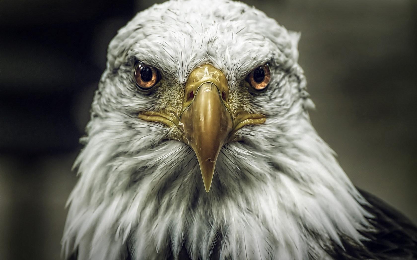 1680x1050 iPhone Eagle Wallpaper HD HD Wallpaper
