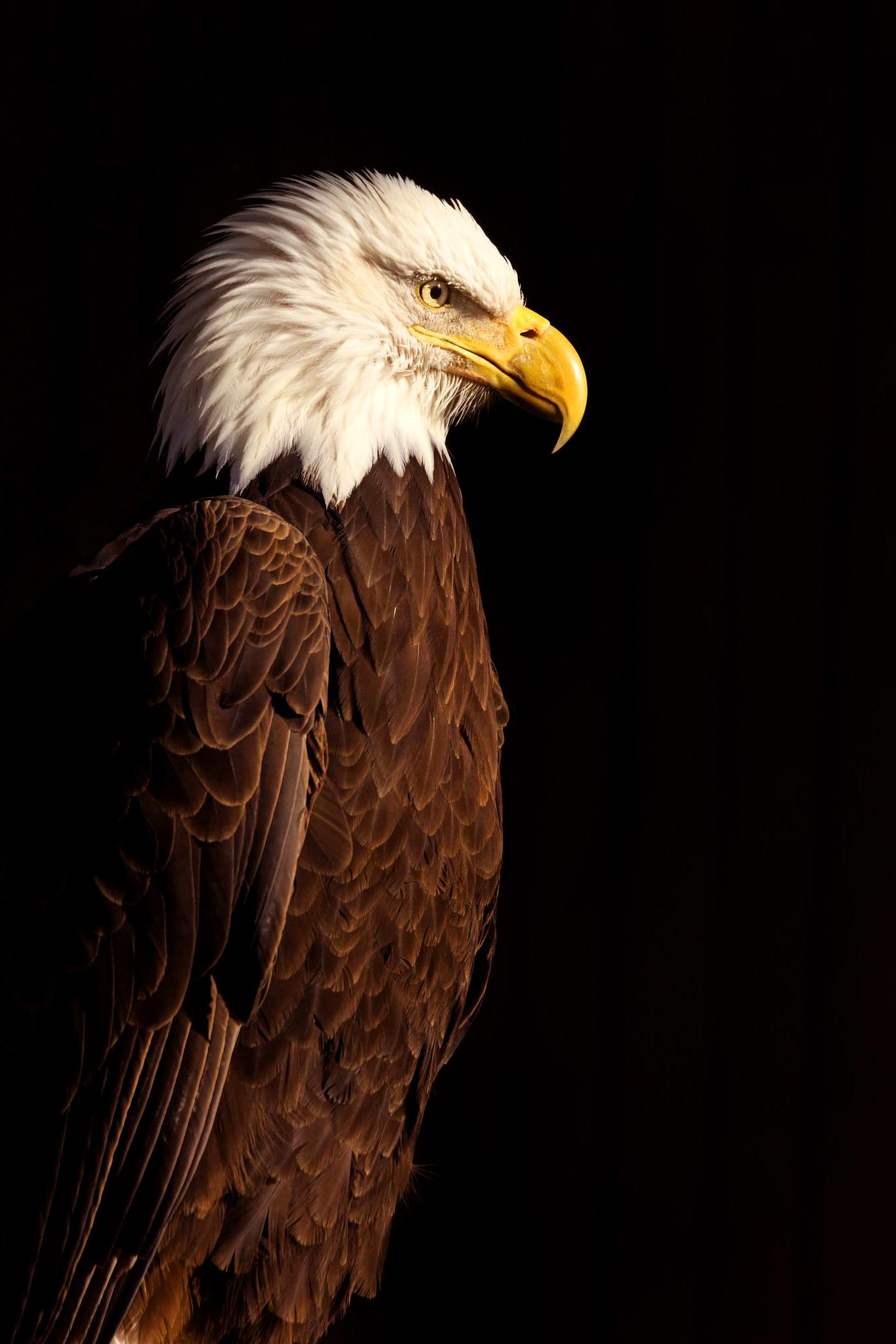 1365x2048 Download bald eagle wallpaper