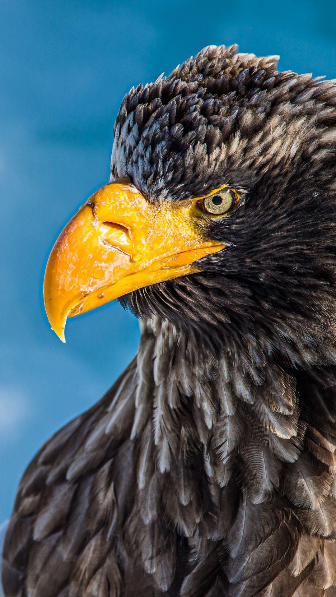 1080x1920 Golden Eagle Eagle Image HD Wallpaper Download