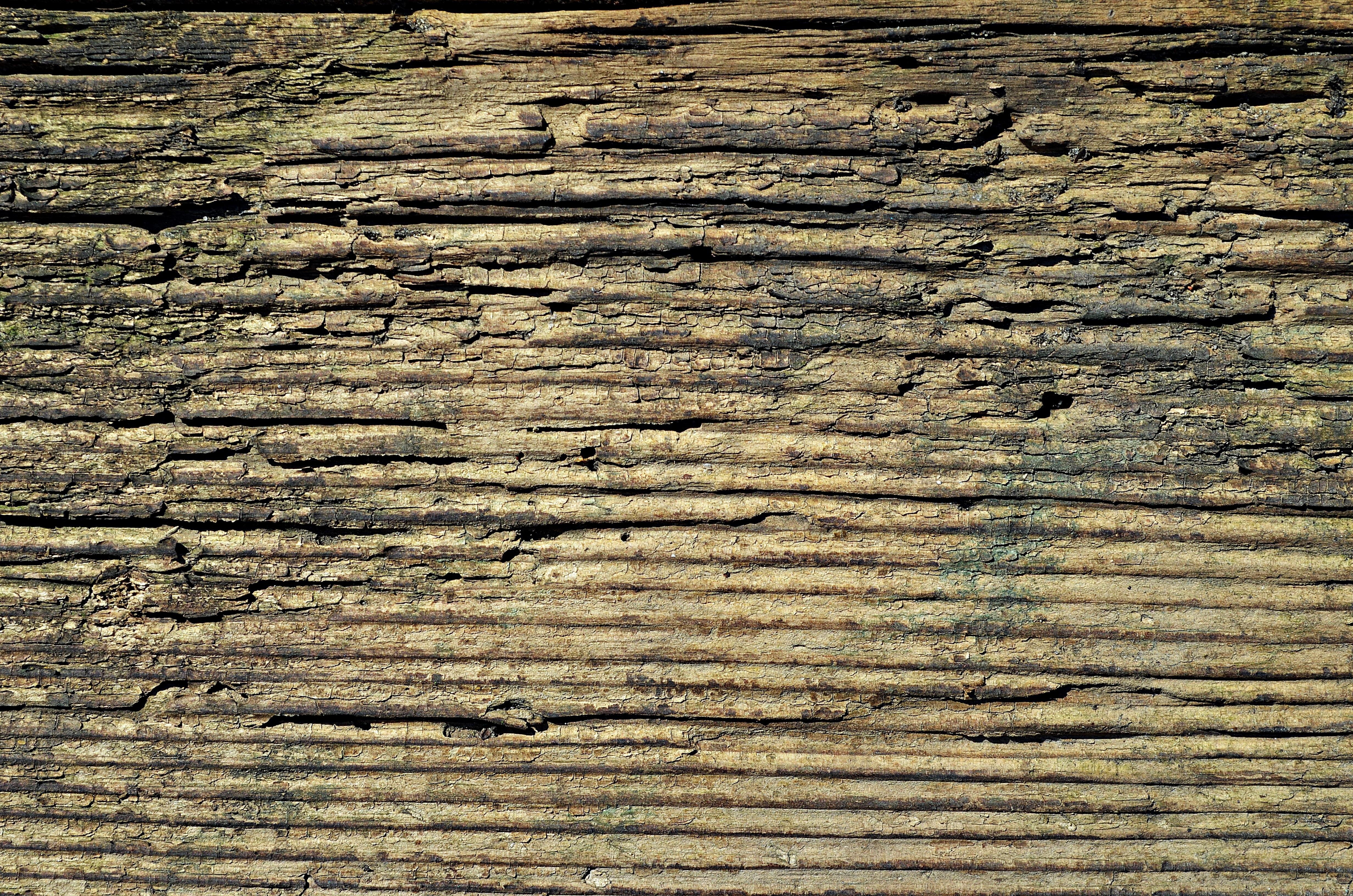 4928x3264 Free Image : tree, nature, forest, rock, board, floor, old, clear, natural, brown, soil, stone wall, closeup, brick, material, hardwood, wallpaper, wallpaper, cracks, the background, sawn timber, the structure of the, wood
