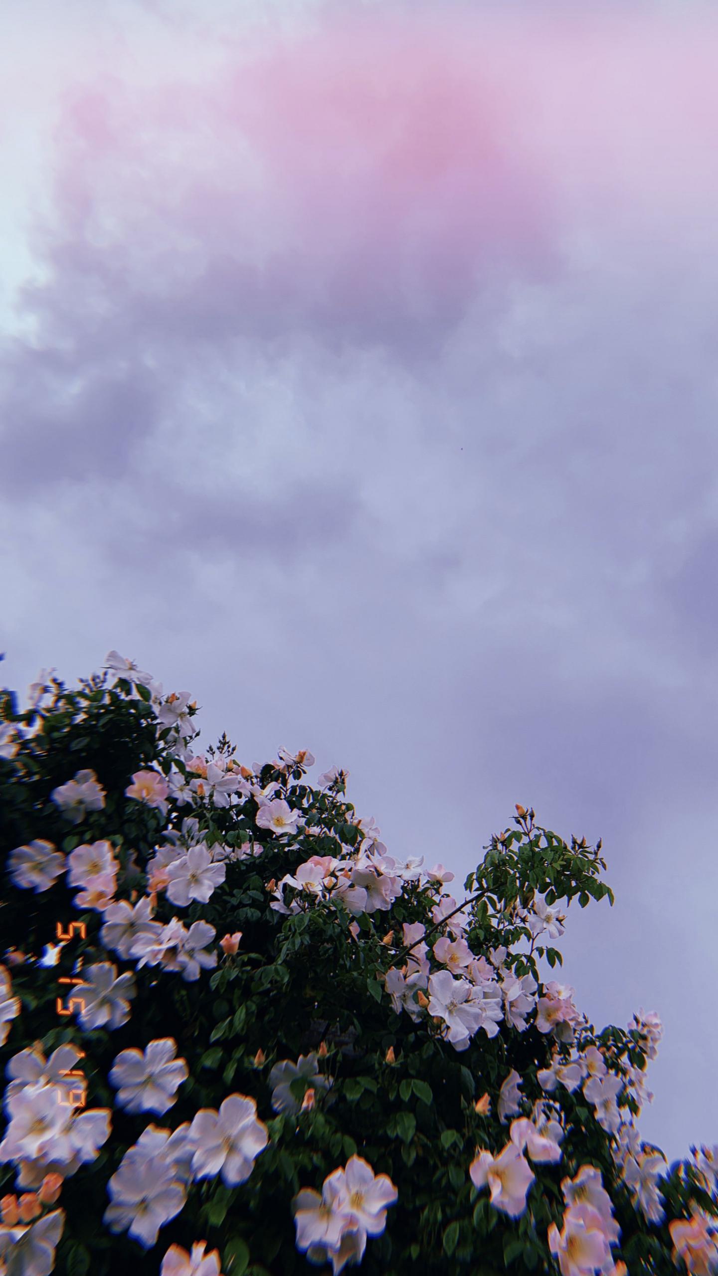 1440x2560 Free download R r rd vlt r bl iPhone wallpaper lights [2164x4032] for your Desktop, Mobile & Tablet. Explore Pretty Aesthetic Wallpaper. Aesthetic Wallpaper, Aesthetic Wallpaper, Background Pretty