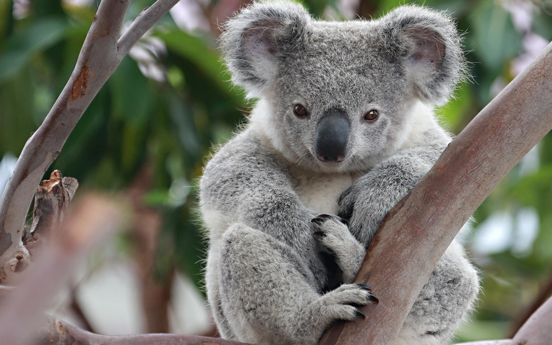 Koala Aesthetic Wallpapers - Top Free Koala Aesthetic Backgrounds ...