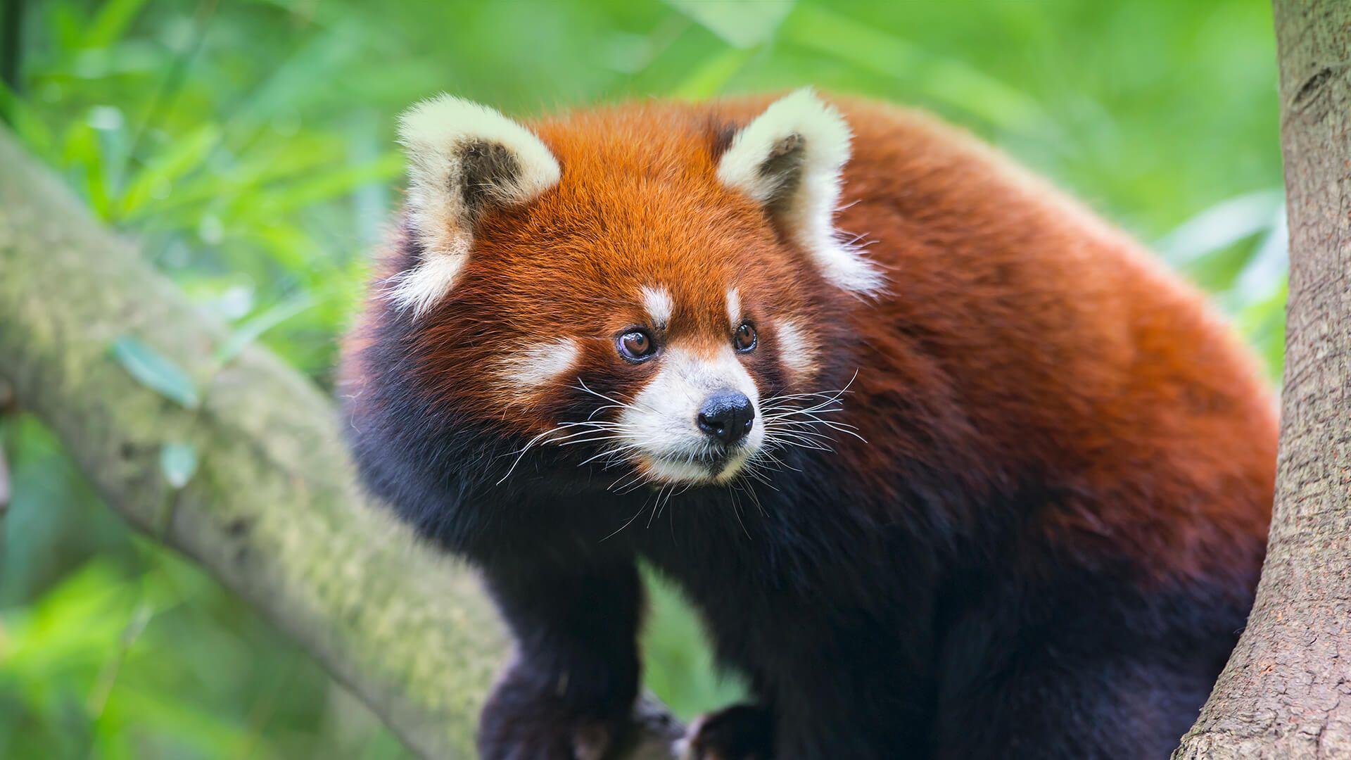 Cute Baby Red Pandas Wallpapers Top Free Cute Baby Red Pandas Backgrounds Wallpaperaccess
