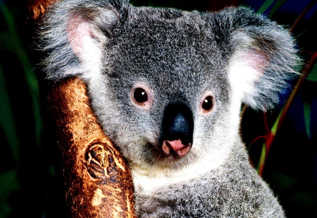 Koala Aesthetic Wallpapers Top Free Koala Aesthetic Backgrounds