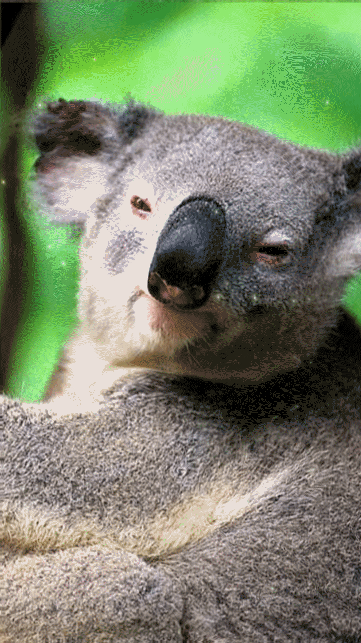 720x1282 koala wallpaper. koala wallpaper background. koala wallpaper sweets. sleeping koala wallpaper. Sleeping koala, Koala wallpaper, Live wallpaper