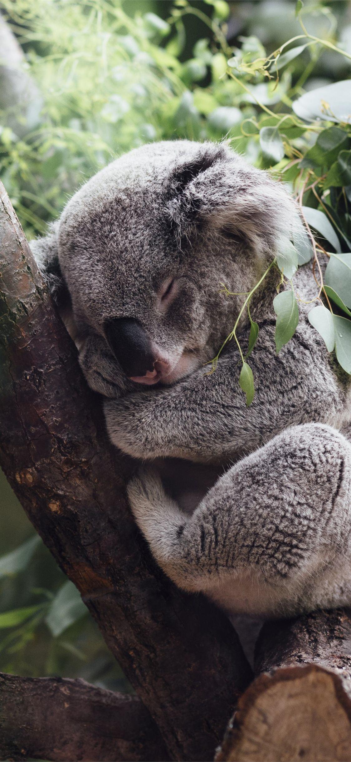 Koala Aesthetic Wallpapers - Top Free Koala Aesthetic Backgrounds ...