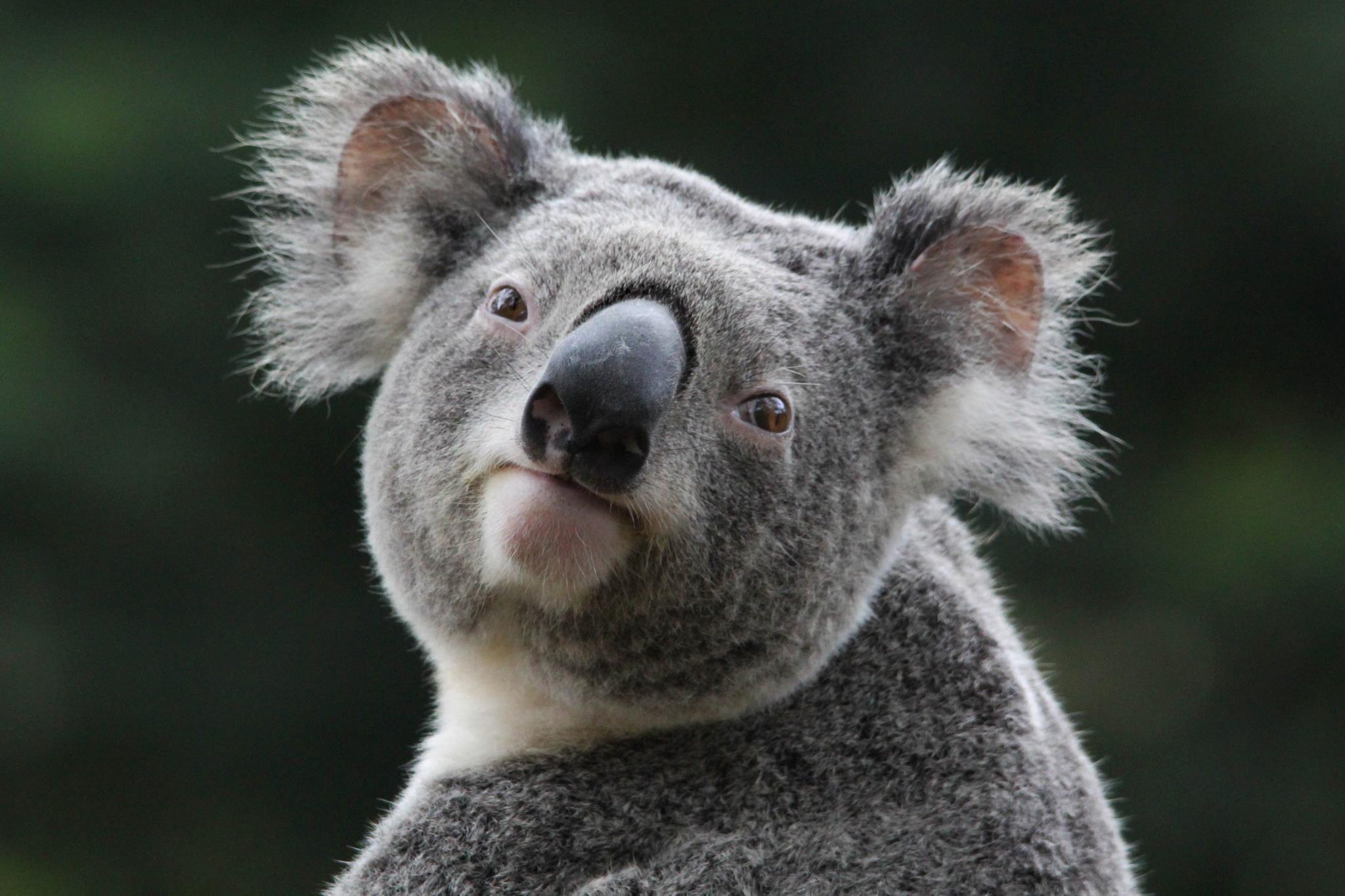 Koala Aesthetic Wallpapers Top Free Koala Aesthetic Backgrounds WallpaperAccess