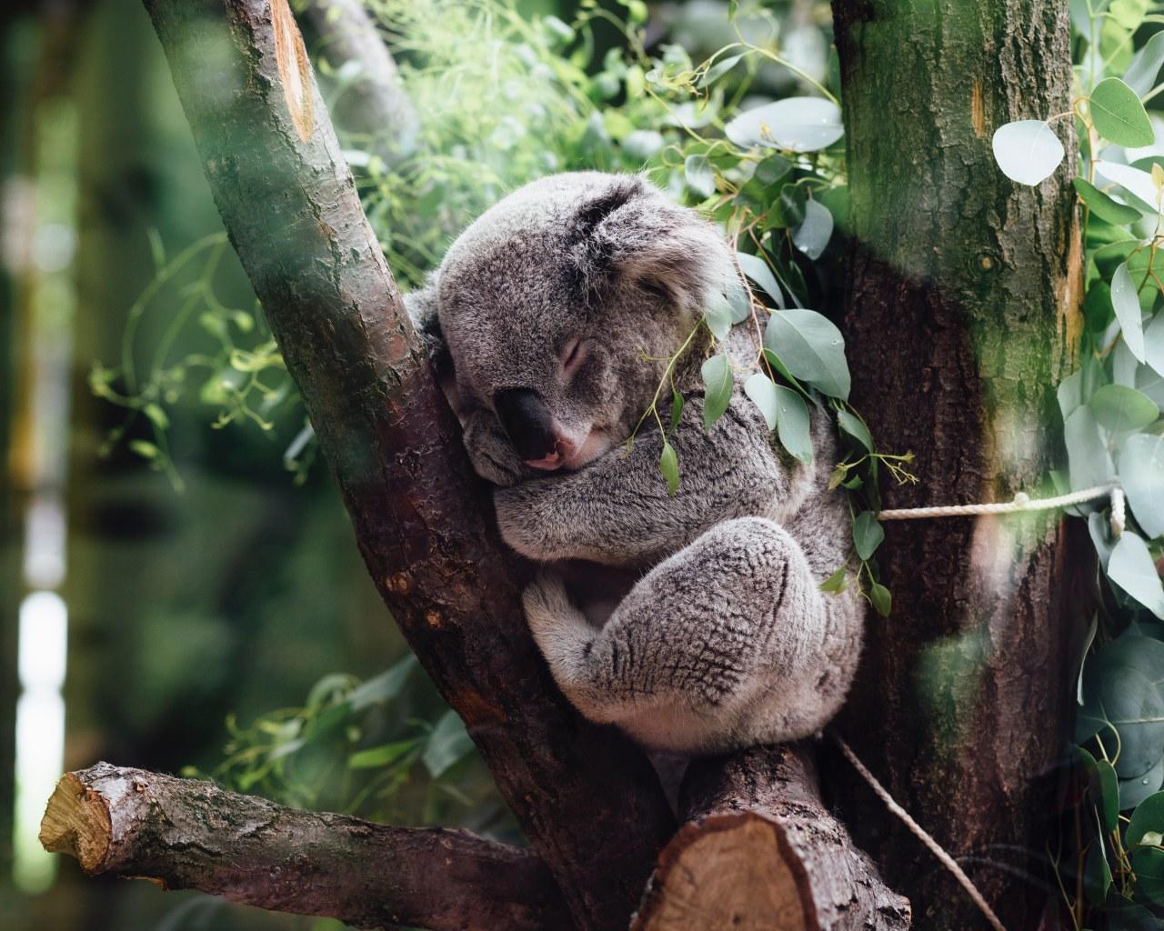 Koala Aesthetic Wallpapers - Top Free Koala Aesthetic Backgrounds ...