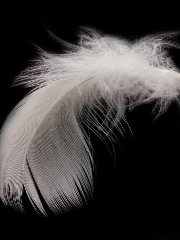 768x1024 Free download 18 Feather HD Desktop Wallpaper White Feather [1600x1200] for your Desktop, Mobile & Tablet. Explore Feather Wallpaper. Peacock Feather Wallpaper, Bird Feather Wallpaper, Feather Dragon Wallpaper