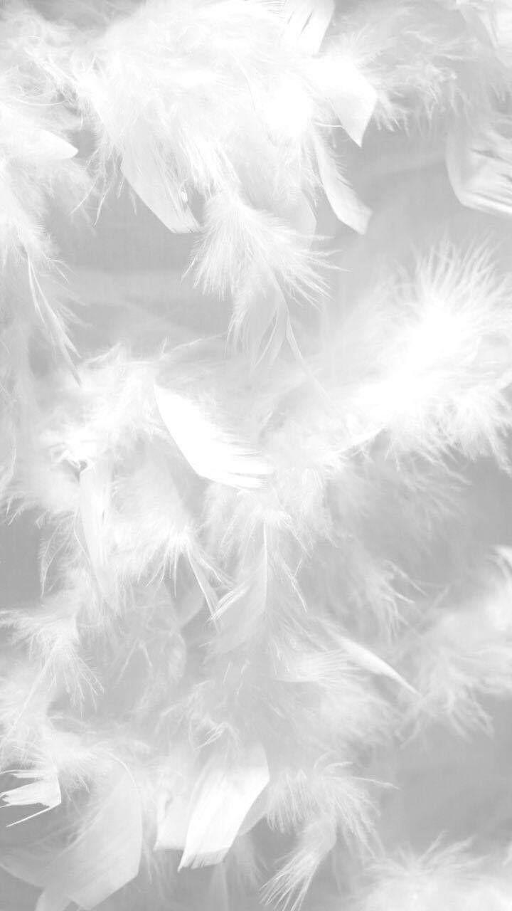 White Feather Wallpapers Top Free White Feather Backgrounds