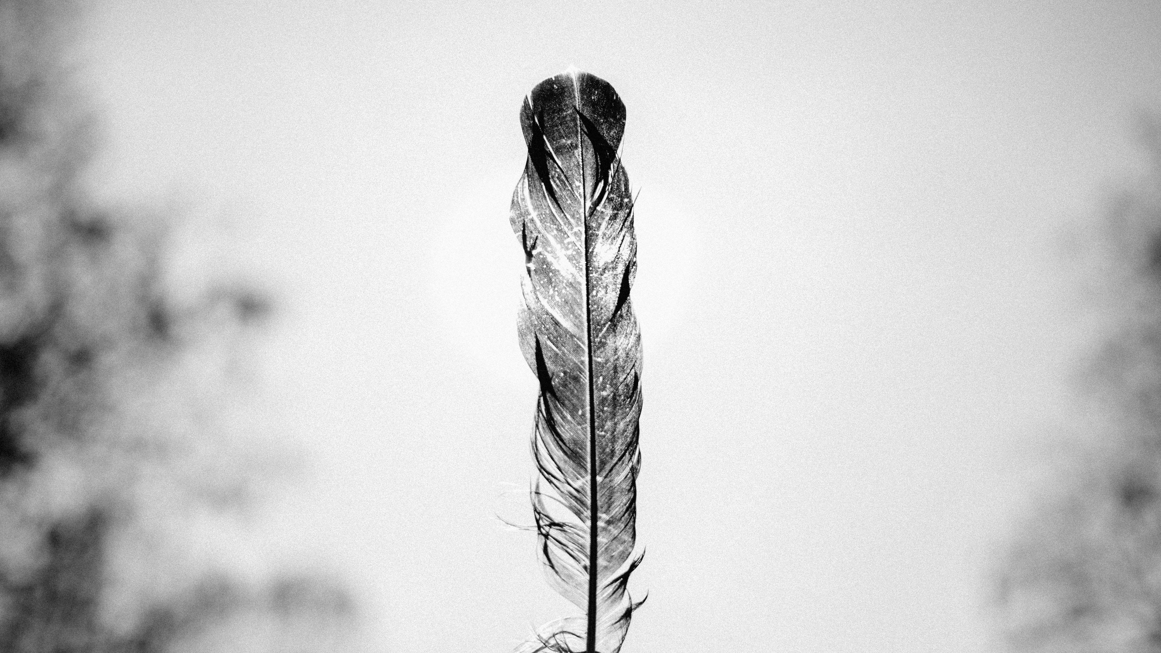 3840x2160 HD Wallpaper for theme: feather HD wallpaper, background