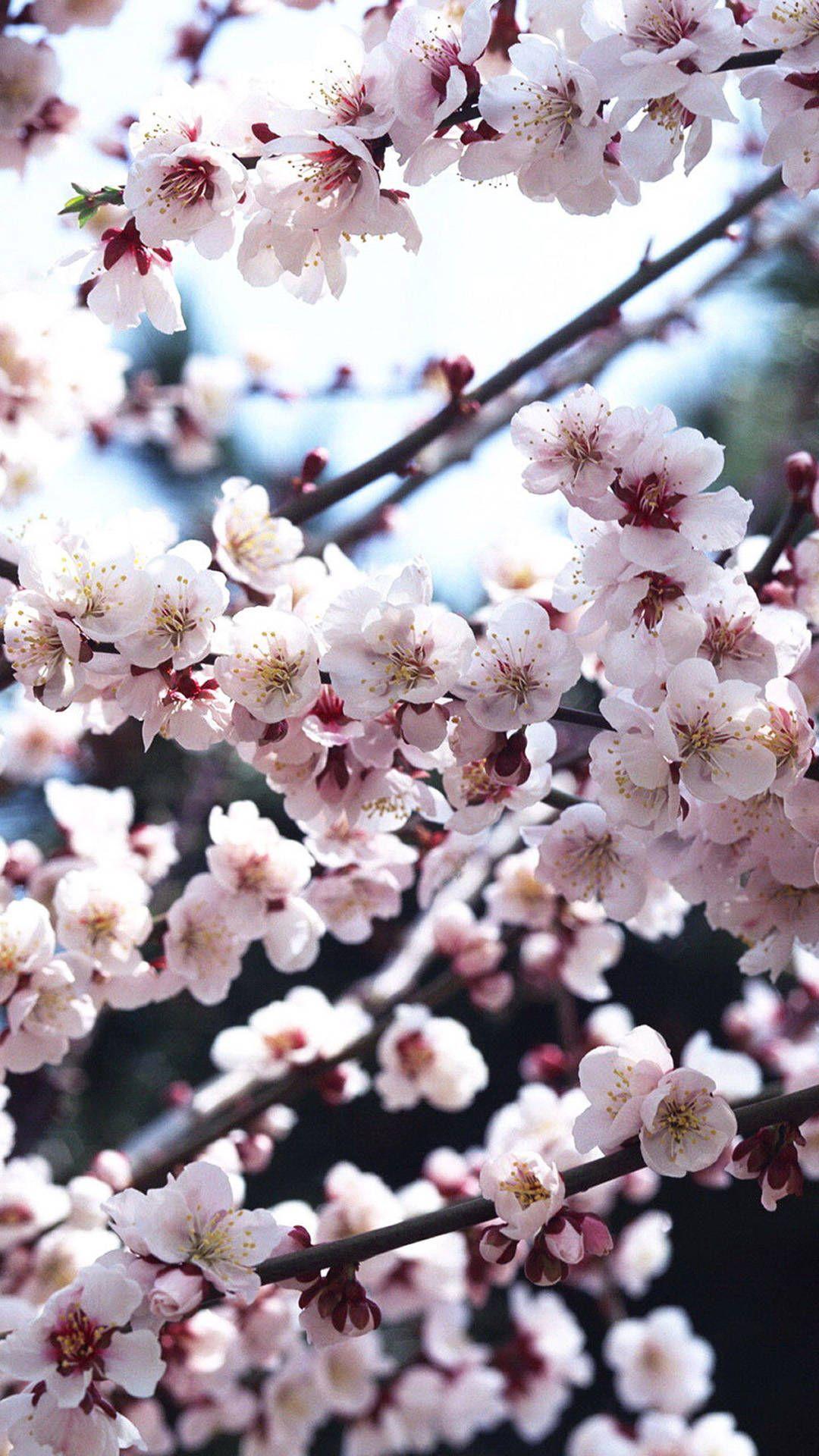 1080x1920 Wallpaper.wiki Beautiful Cherry Blossom IPhone Wallpaper PIC