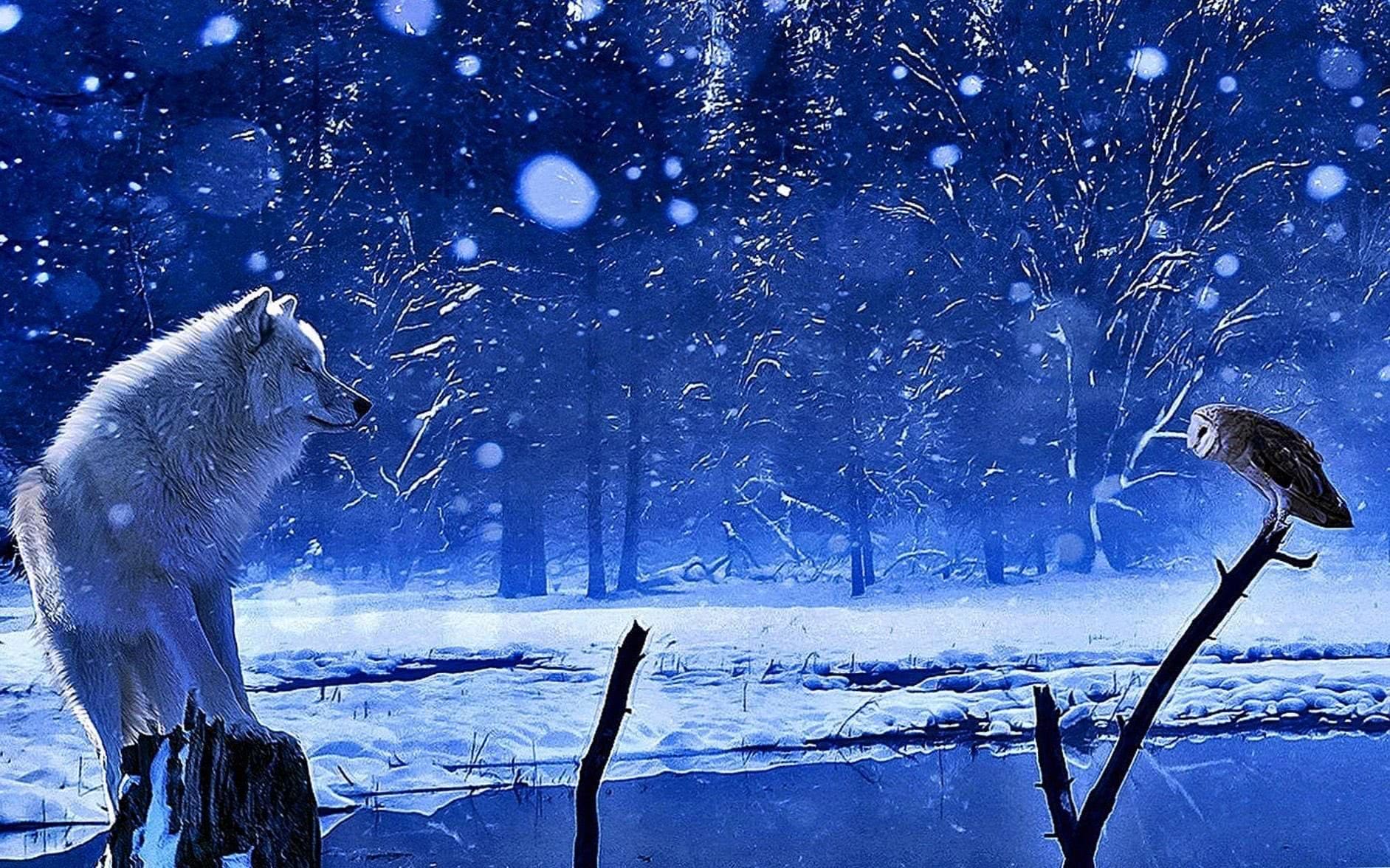 1883x1176 Winter Wolf Wallpaper Wallpaper.pro