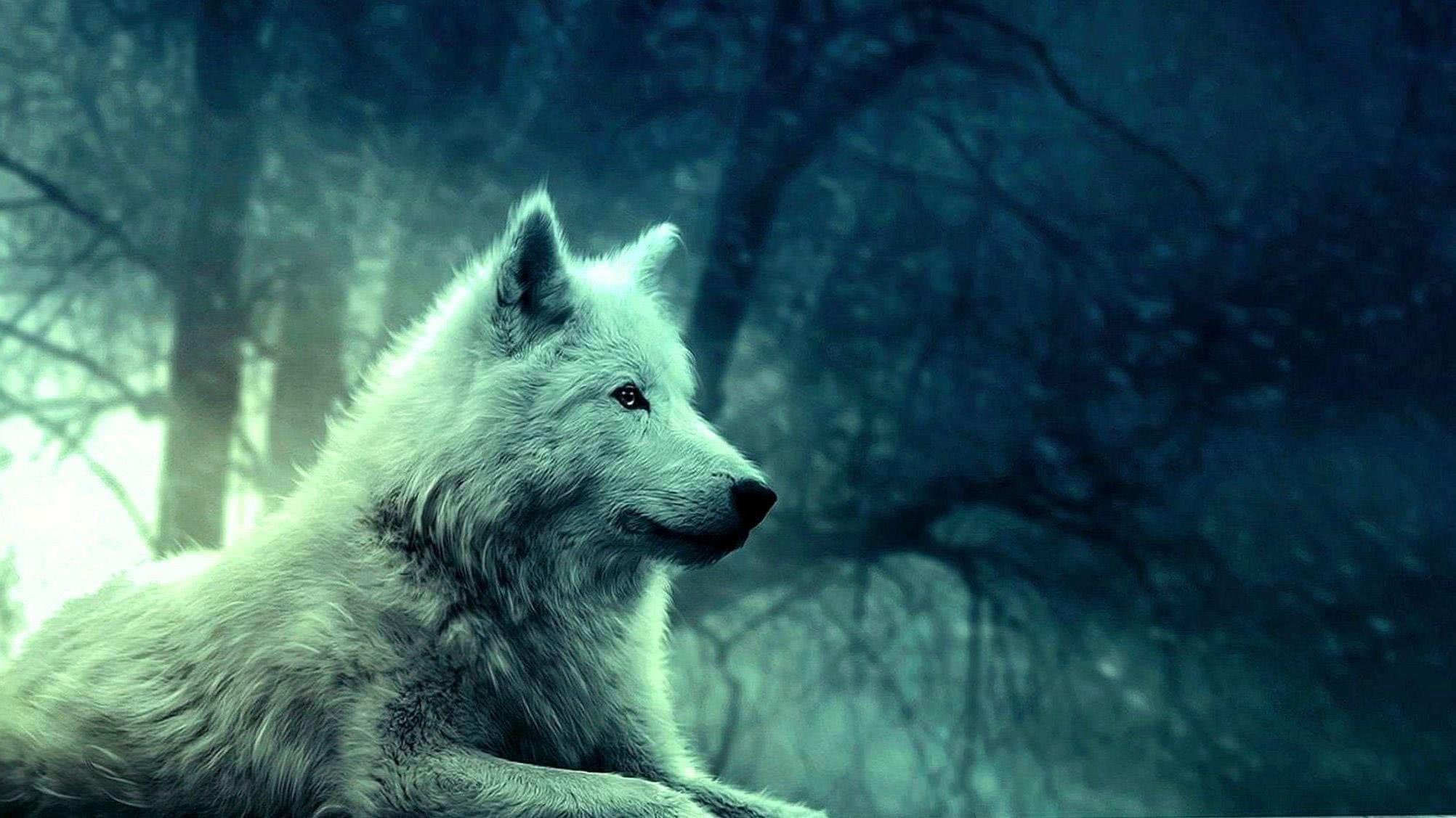 2004x1127 Wallpaper Wolf 2048x1152 Wallpaper.pro